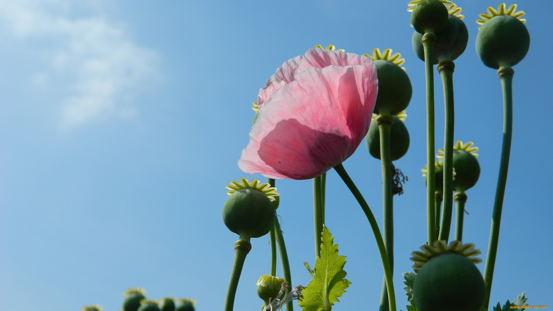 цветы, маки, мак, розовый, коробочки, небо