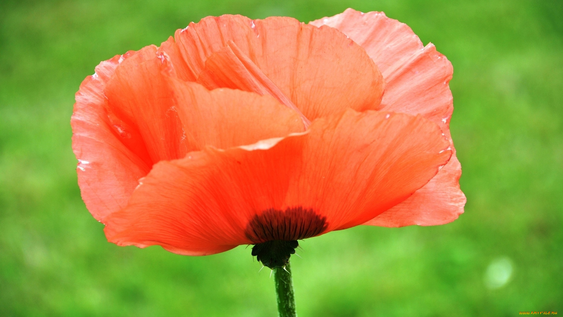 цветы, маки, оранджевый, мак, лепестки, зелёный, фон