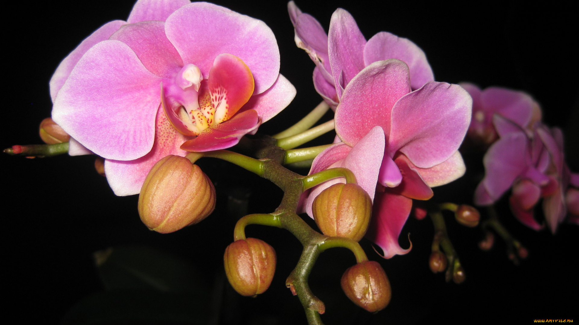 цветы, орхидеи, розовые