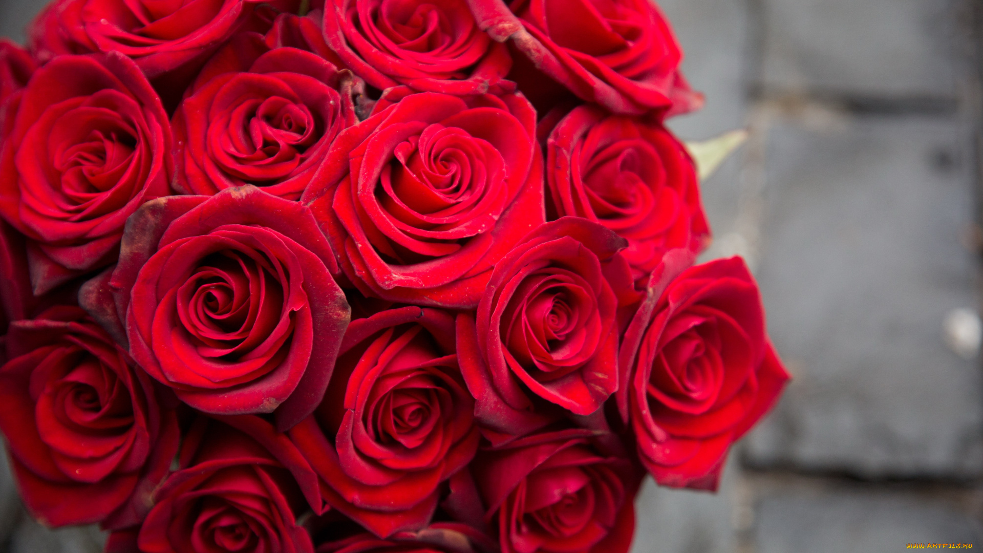 цветы, розы, бордо