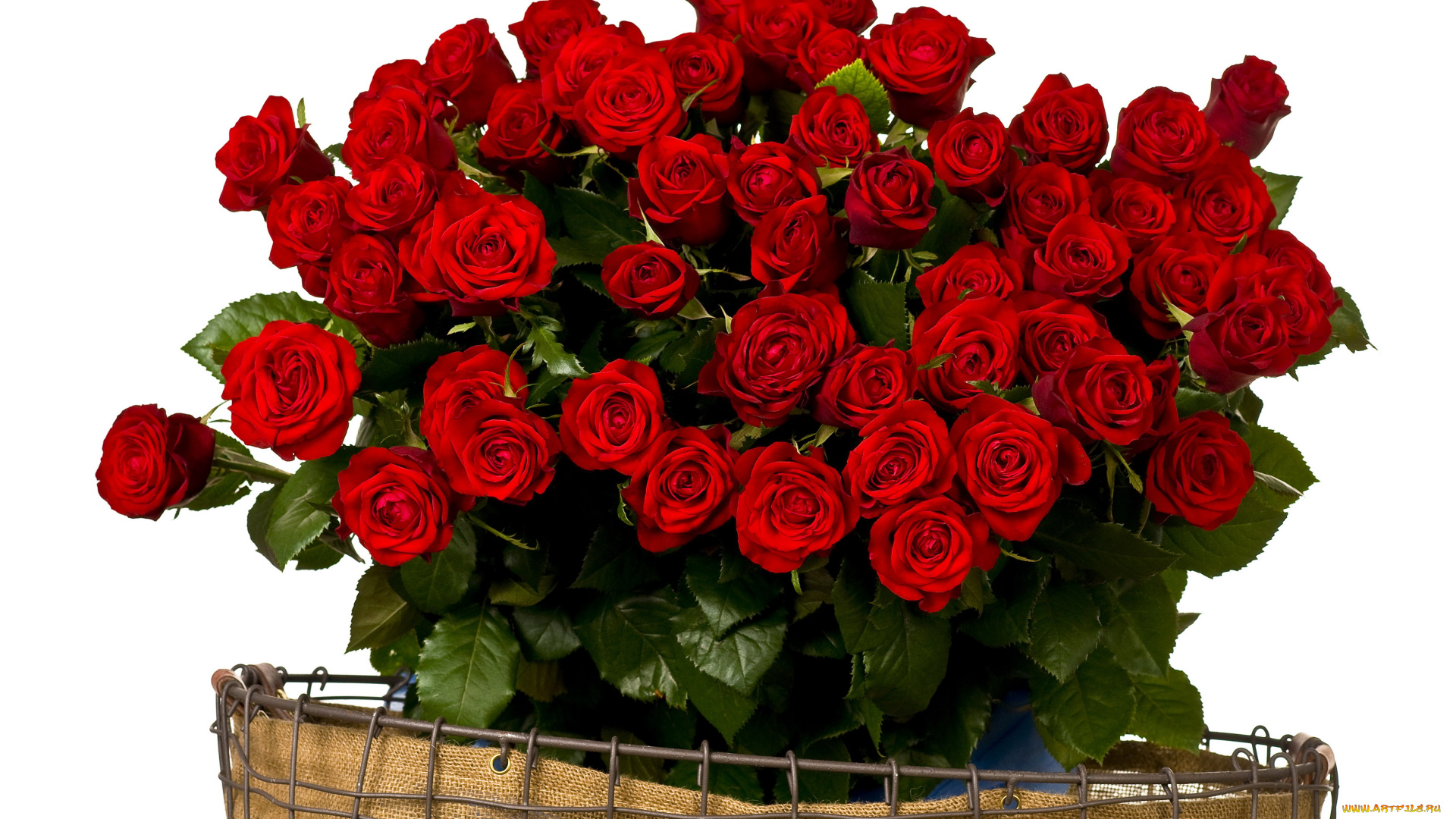 цветы, розы, красный, много, букет