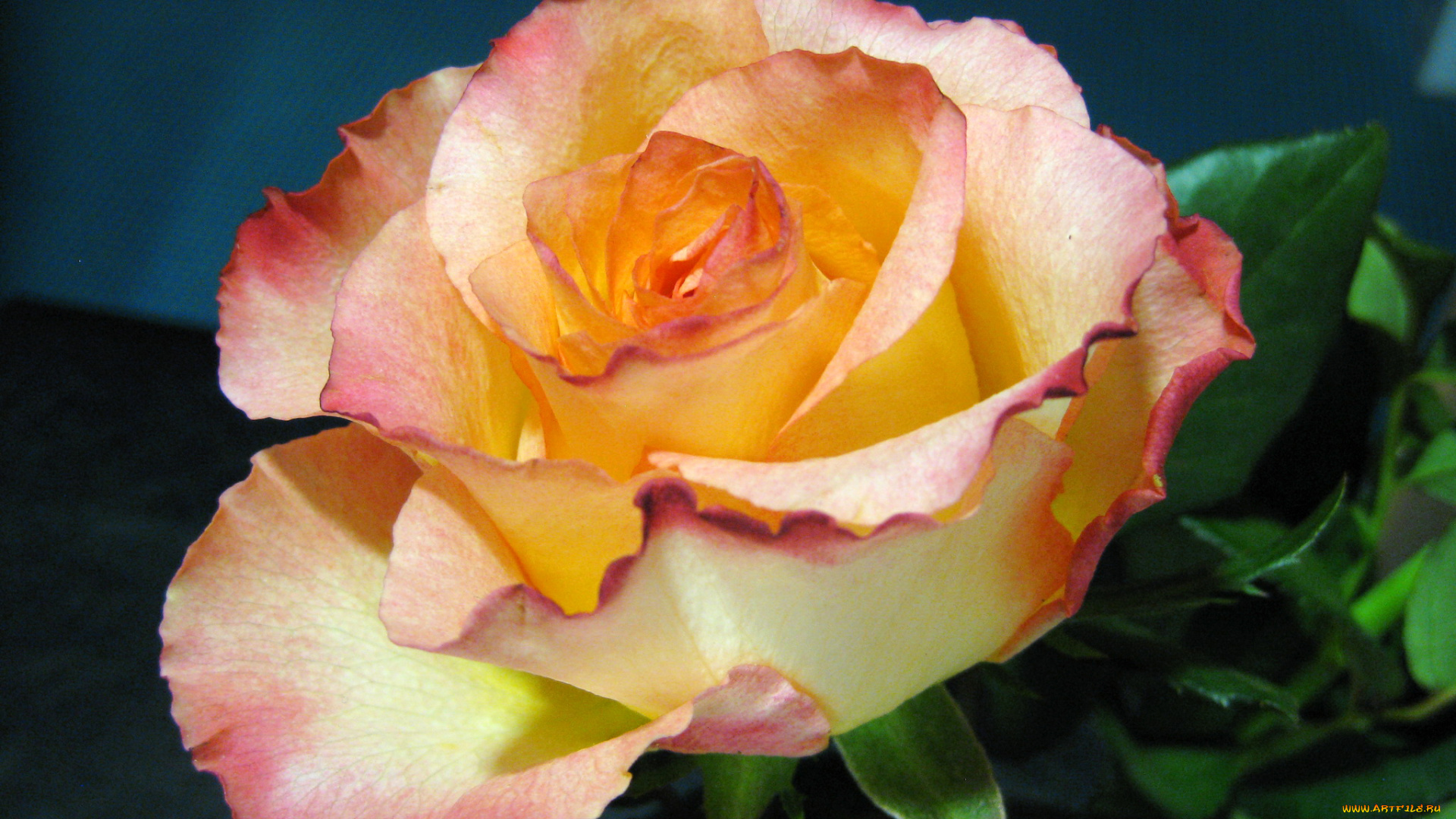 цветы, розы, роза, ветка