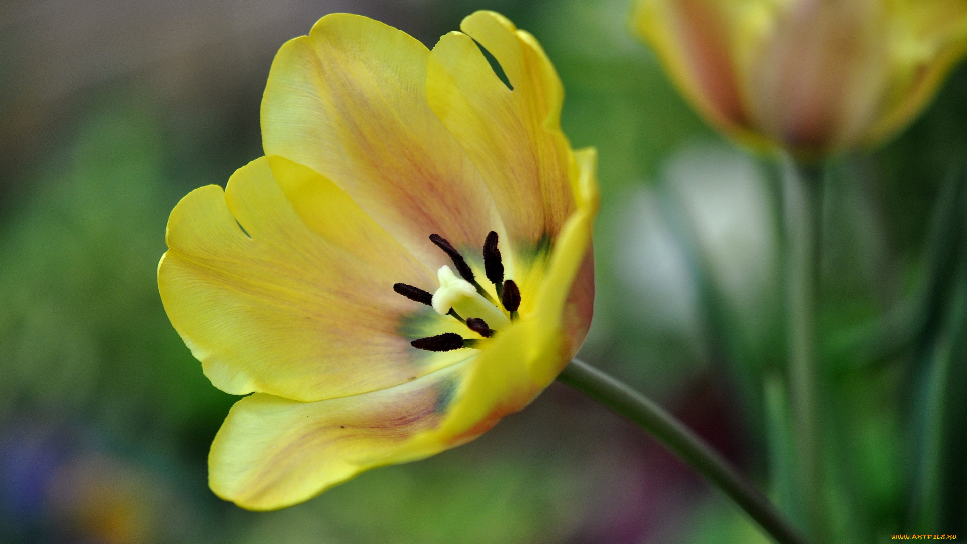 цветы, тюльпаны, желтый