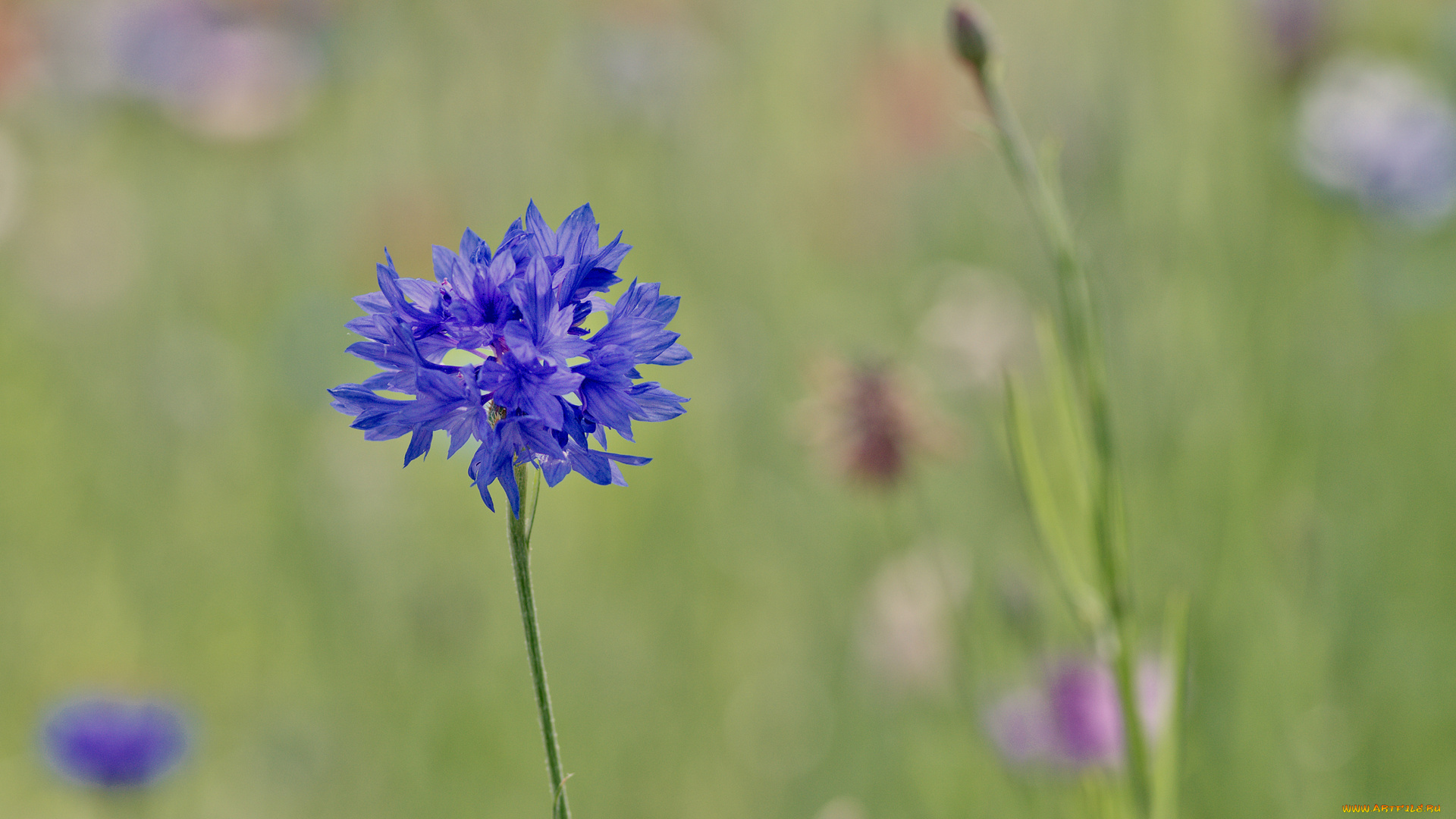 цветы, васильки, размытость, синий, василек, фокус