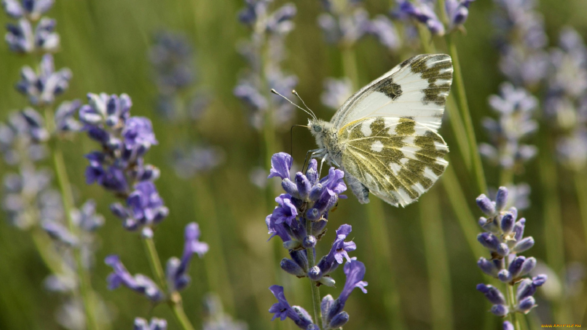 животные, бабочки, бабочка, травинки, цветочки, поле, зелень