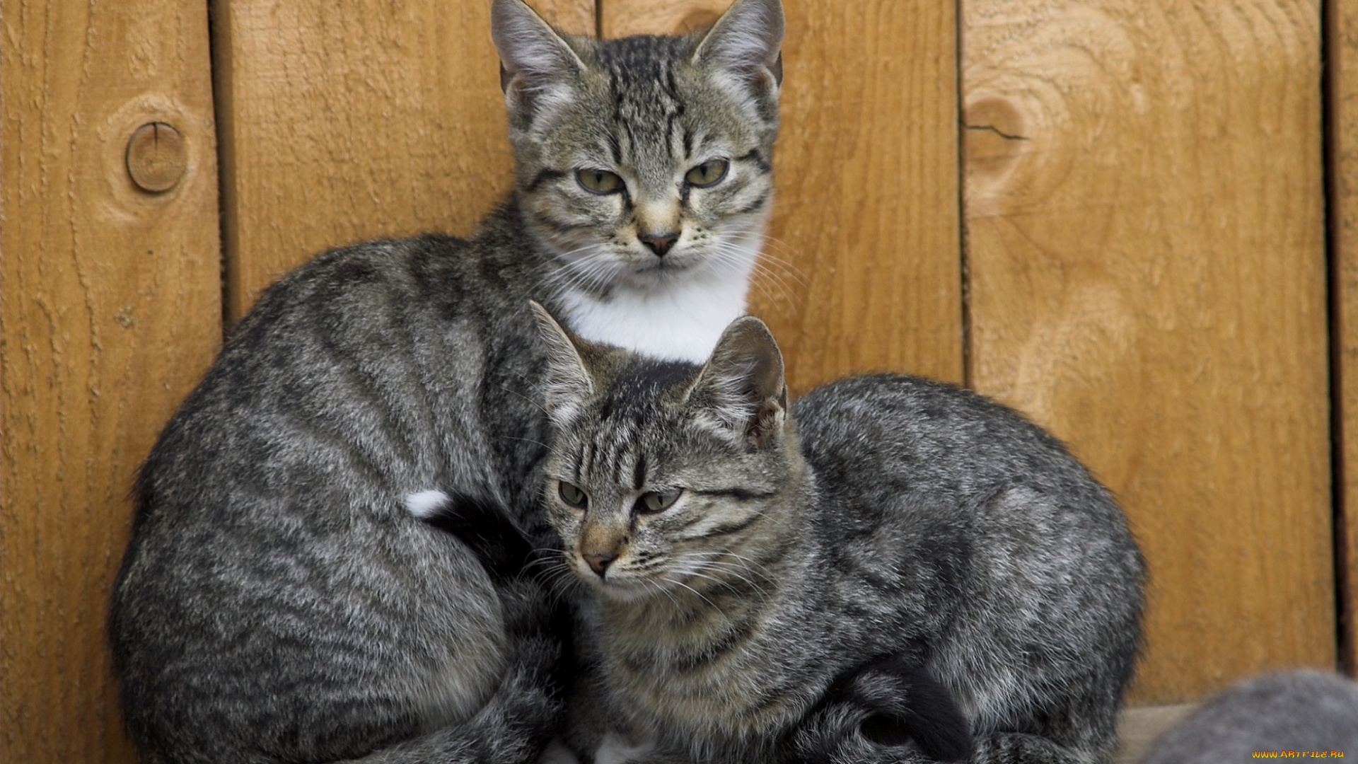 животные, коты, двое, полосатые, серые