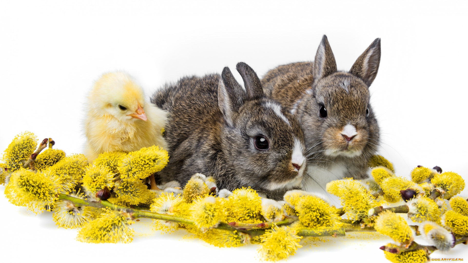 животные, кролики, , зайцы, ветка