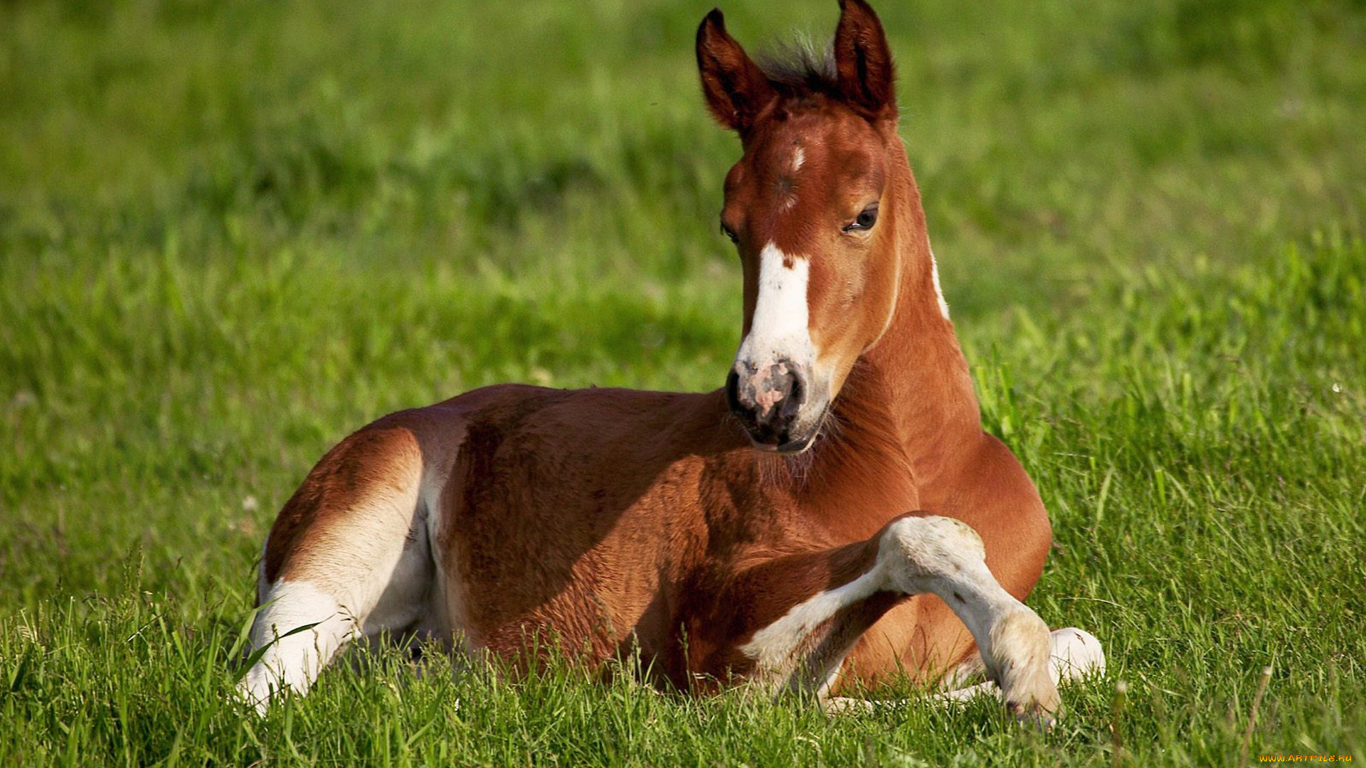 животные, лошади, фон, поле, лошадь, зелёная, трава, жиребёнок