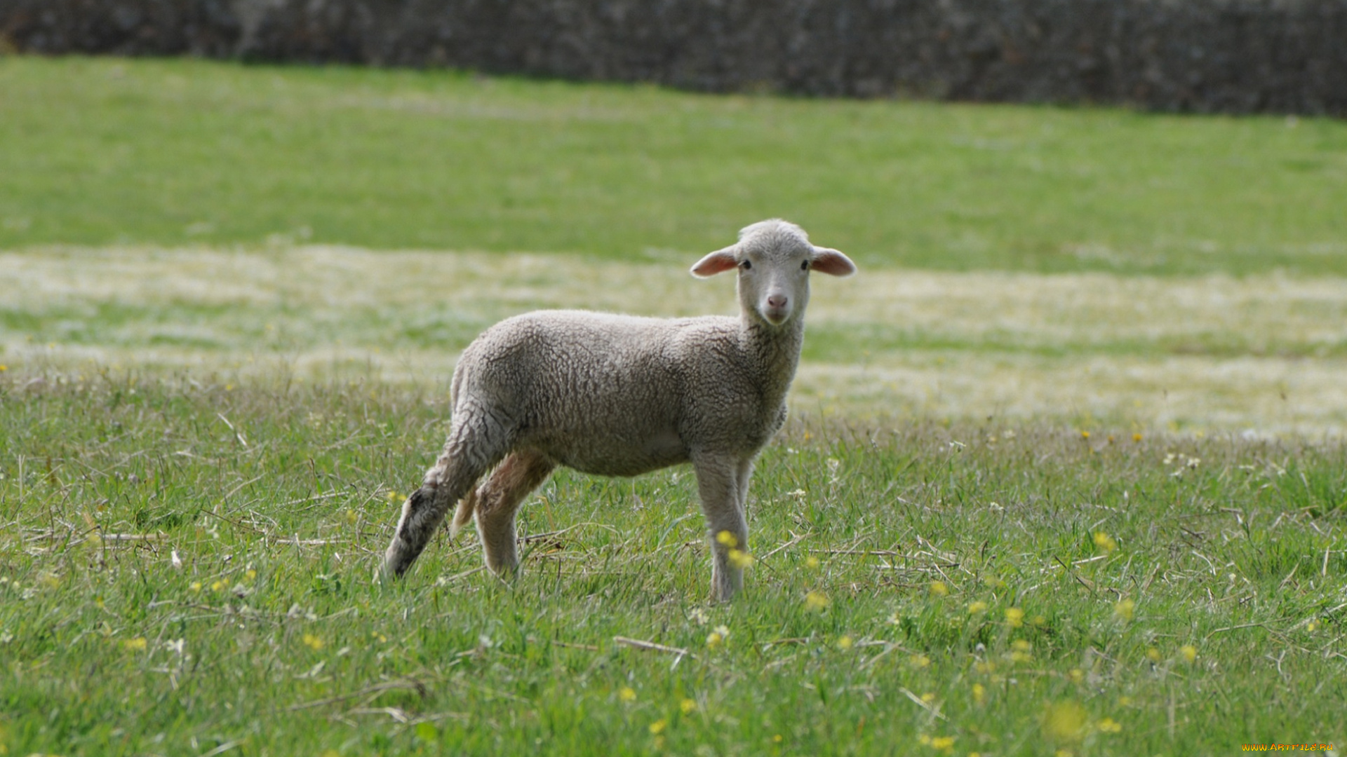 животные, овцы, , бараны, трава, луг, барашка