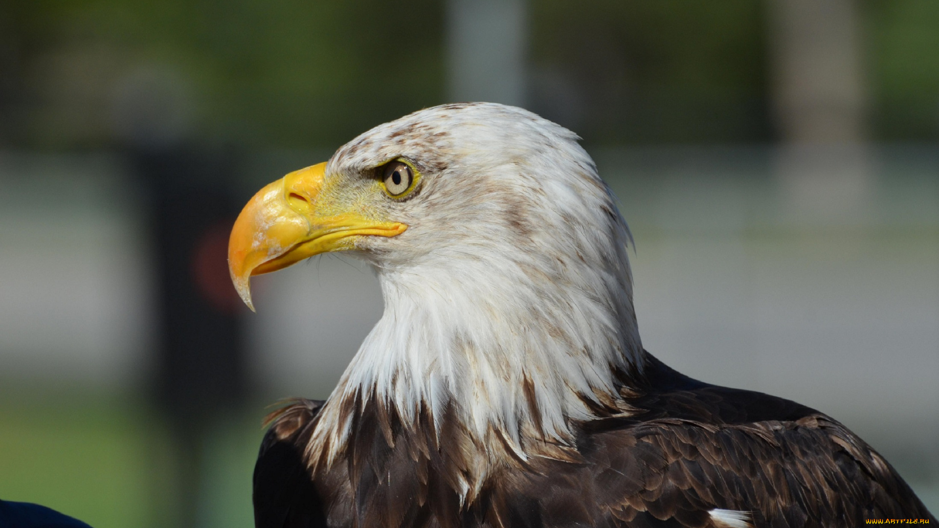 животные, птицы, -, хищники, орёл, птица, глаз, клюв, перья