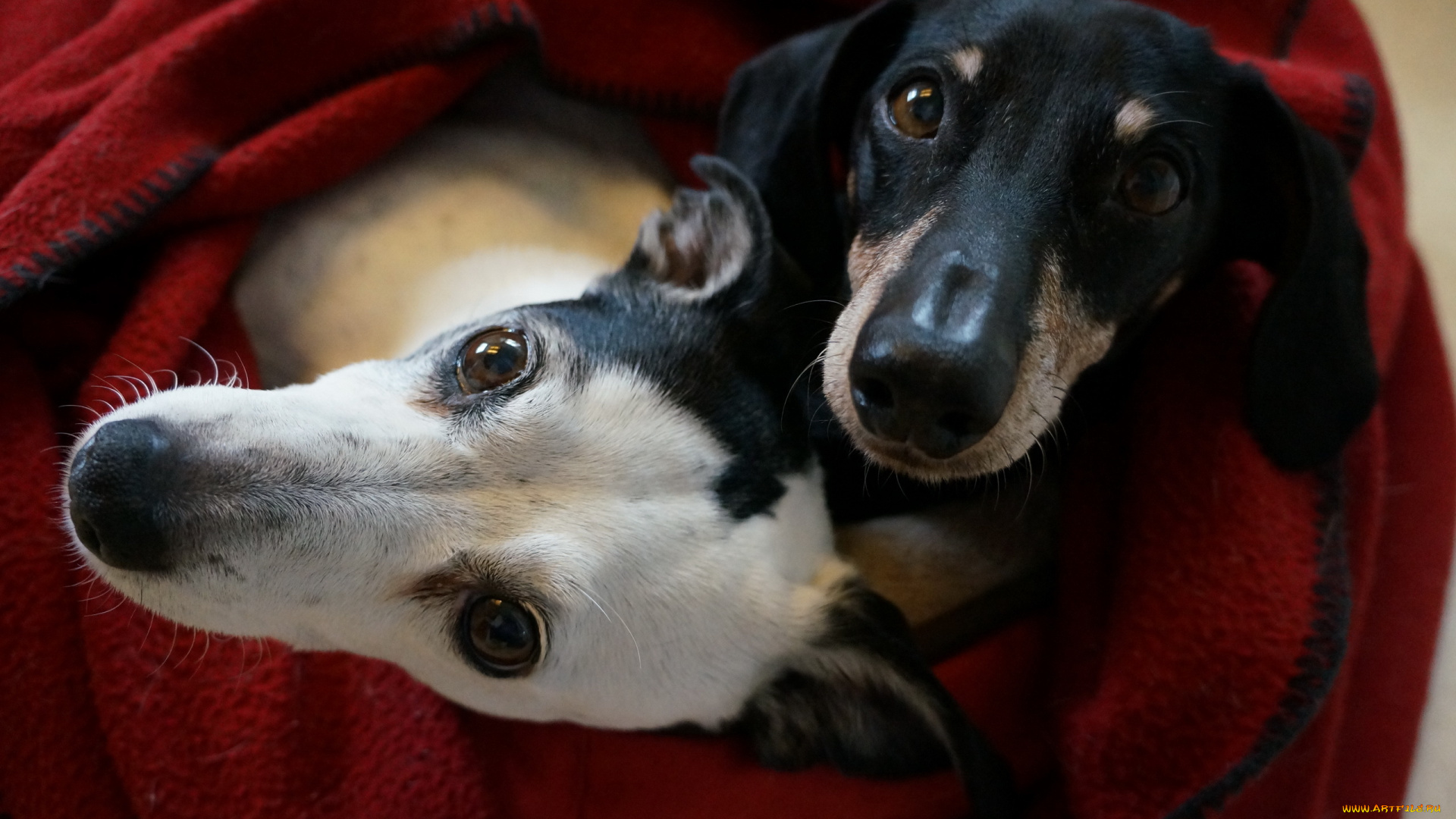 животные, собаки, друзья