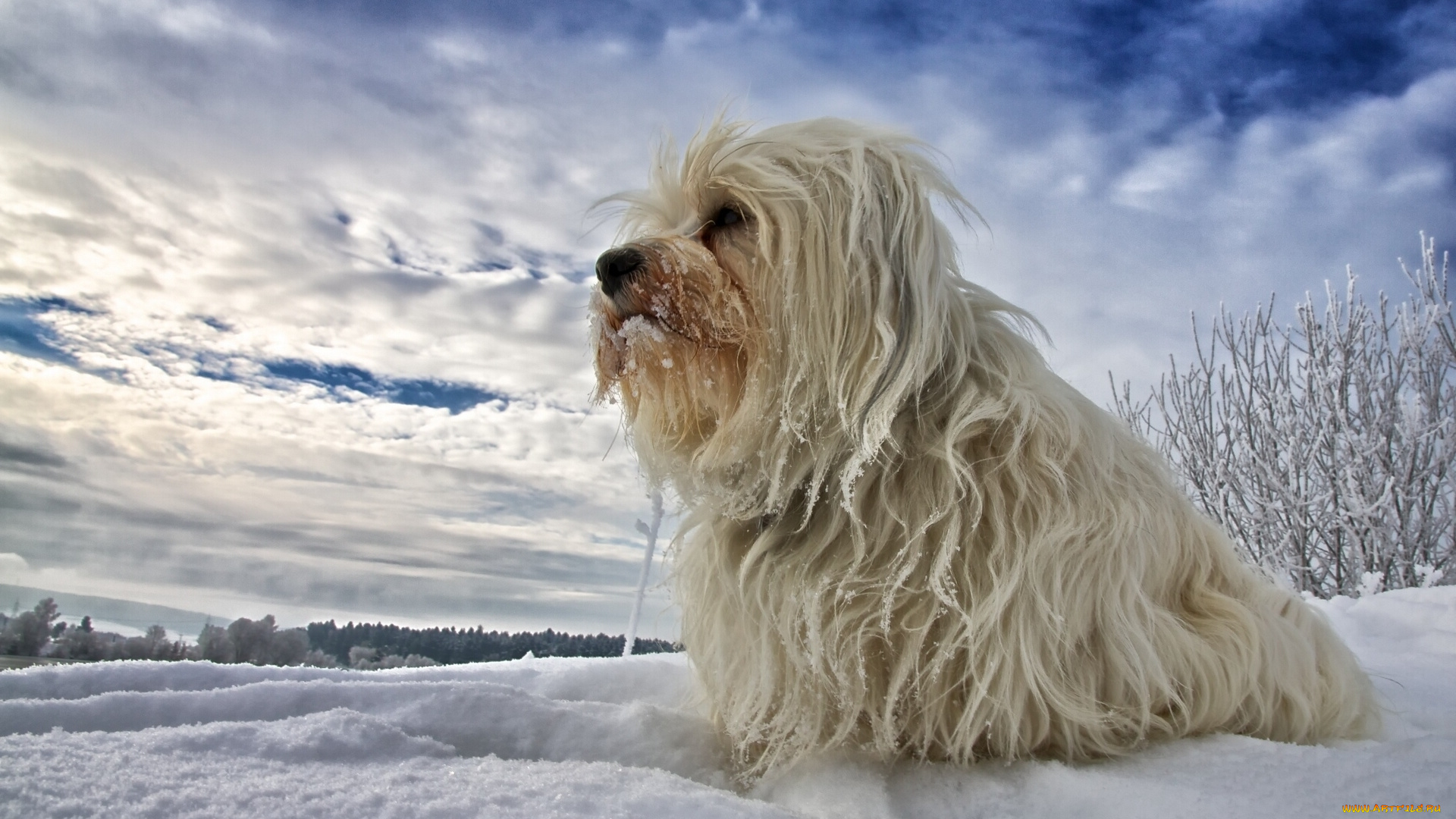 животные, собаки, гаванский, бишон, снег, зима, собака