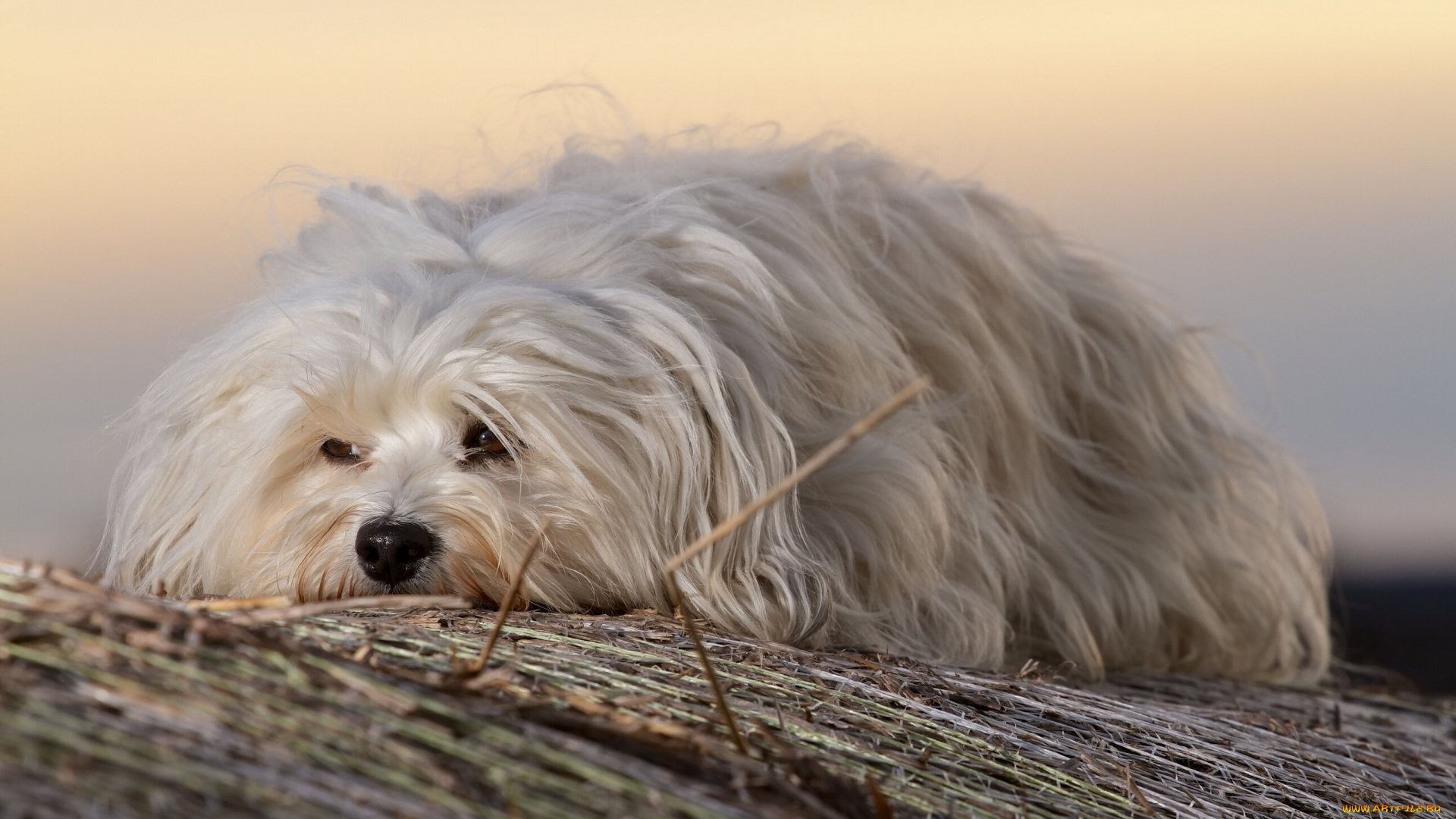 животные, собаки, гаванский, бишон, собака