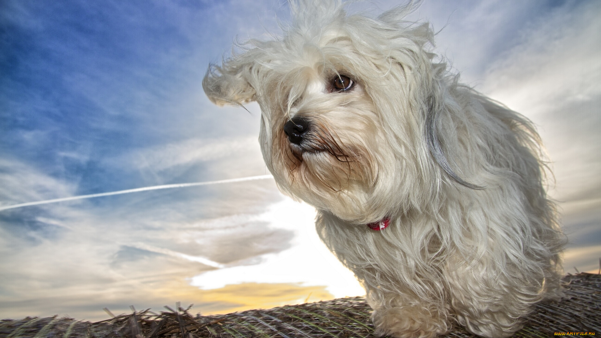 животные, собаки, гаванский, бишон, собака