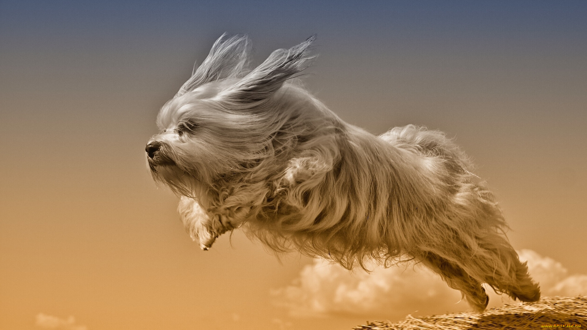 животные, собаки, гаванский, бишон, собака, прыжок