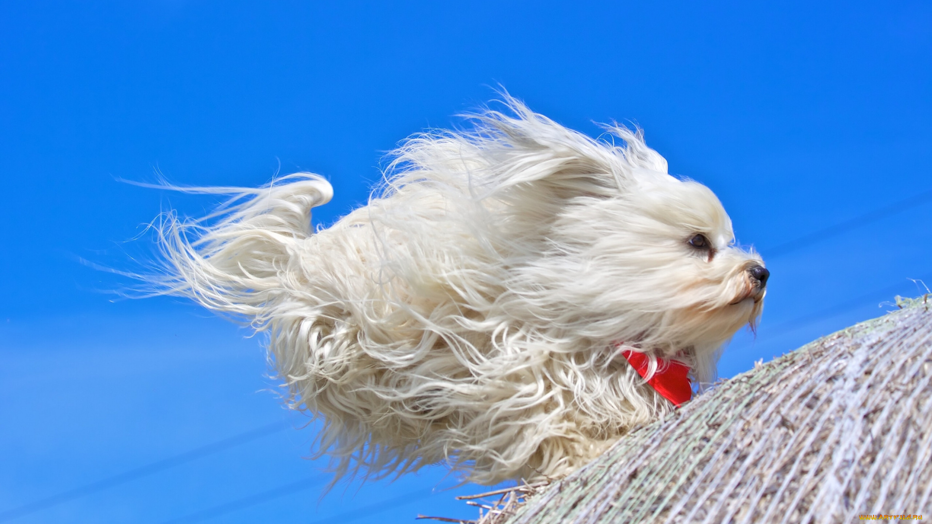 животные, собаки, гаванский, бишон, собака