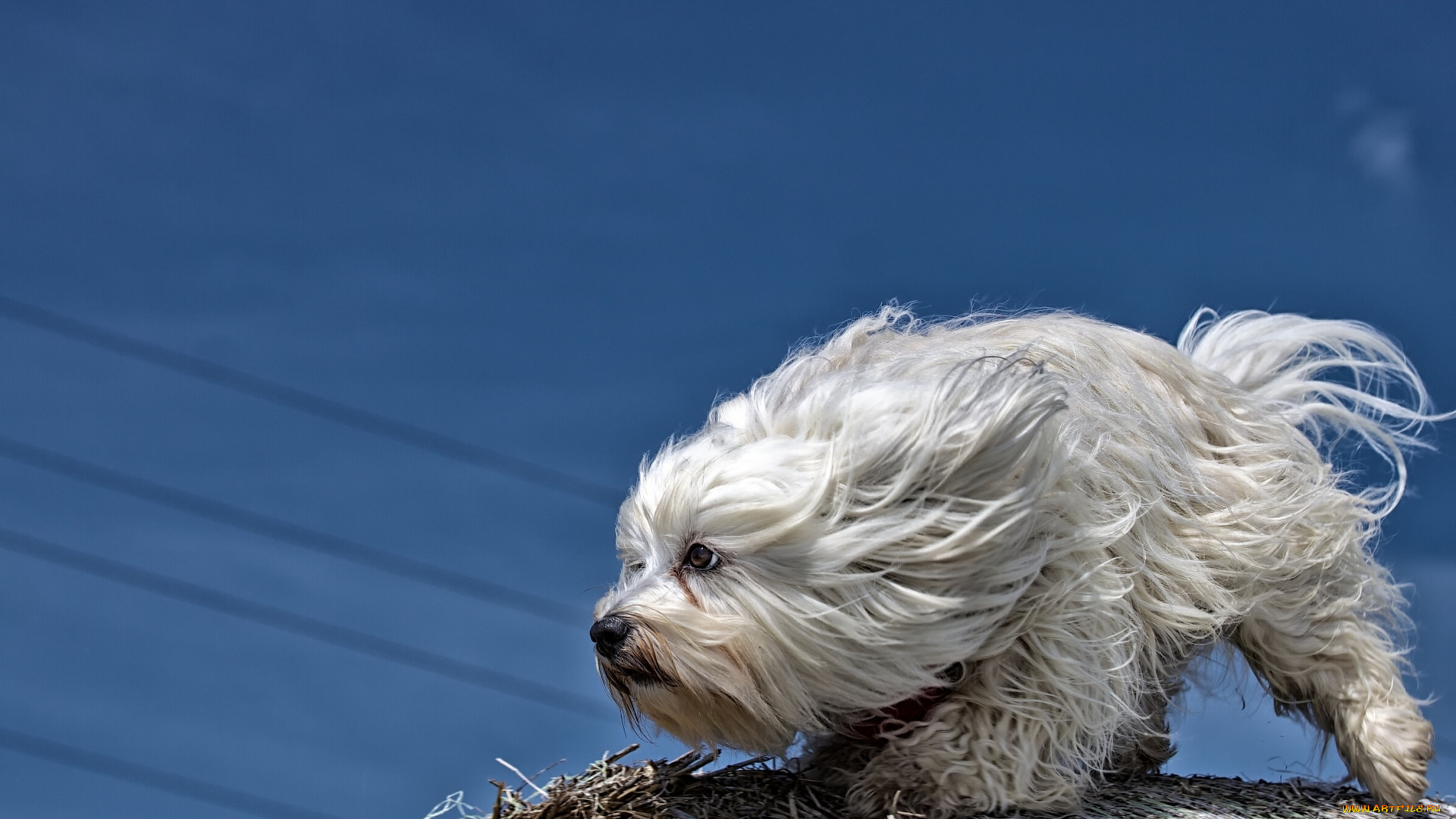 животные, собаки, гаванский, бишон, собака