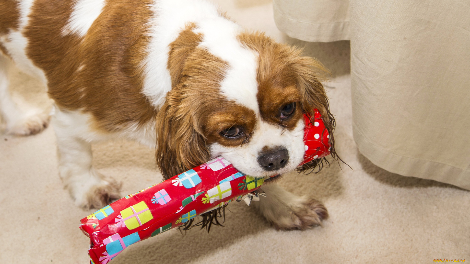 животные, собаки, конфета, собака