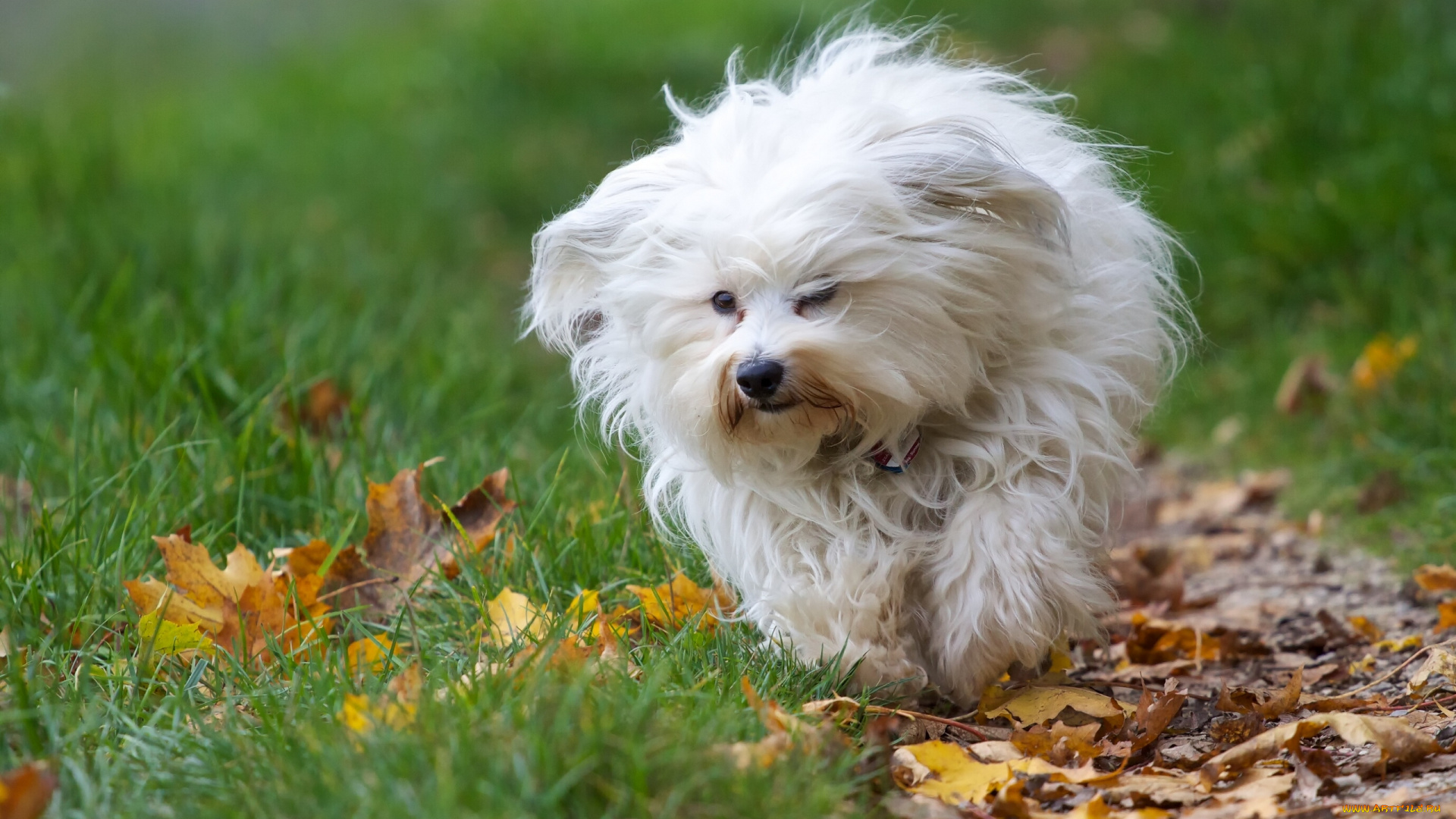 животные, собаки, листья, собака, осень, гаванский, бишон