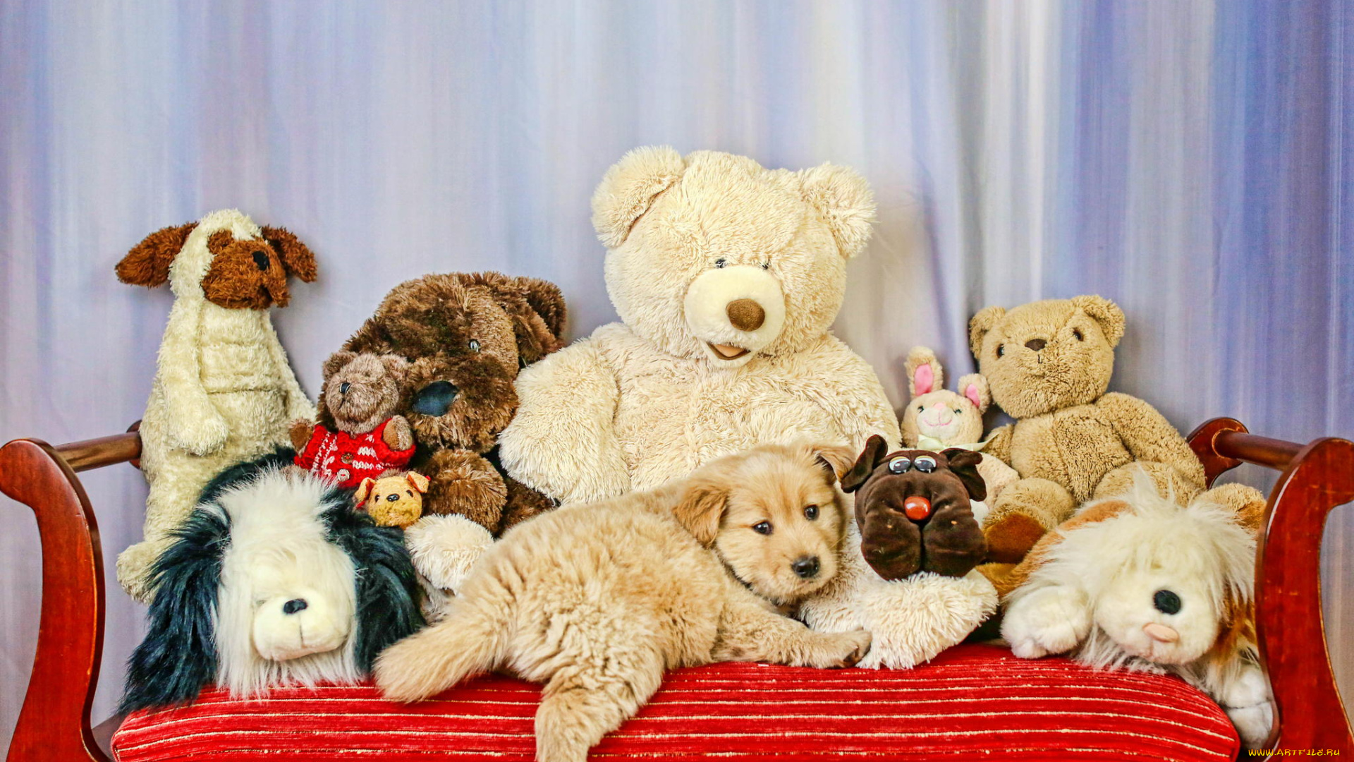 животные, собаки, щенок, игрушки