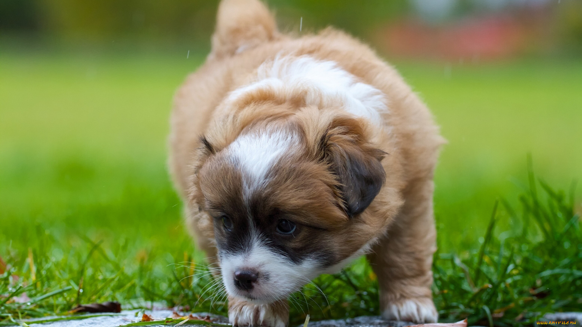 животные, собаки, собака, щенок