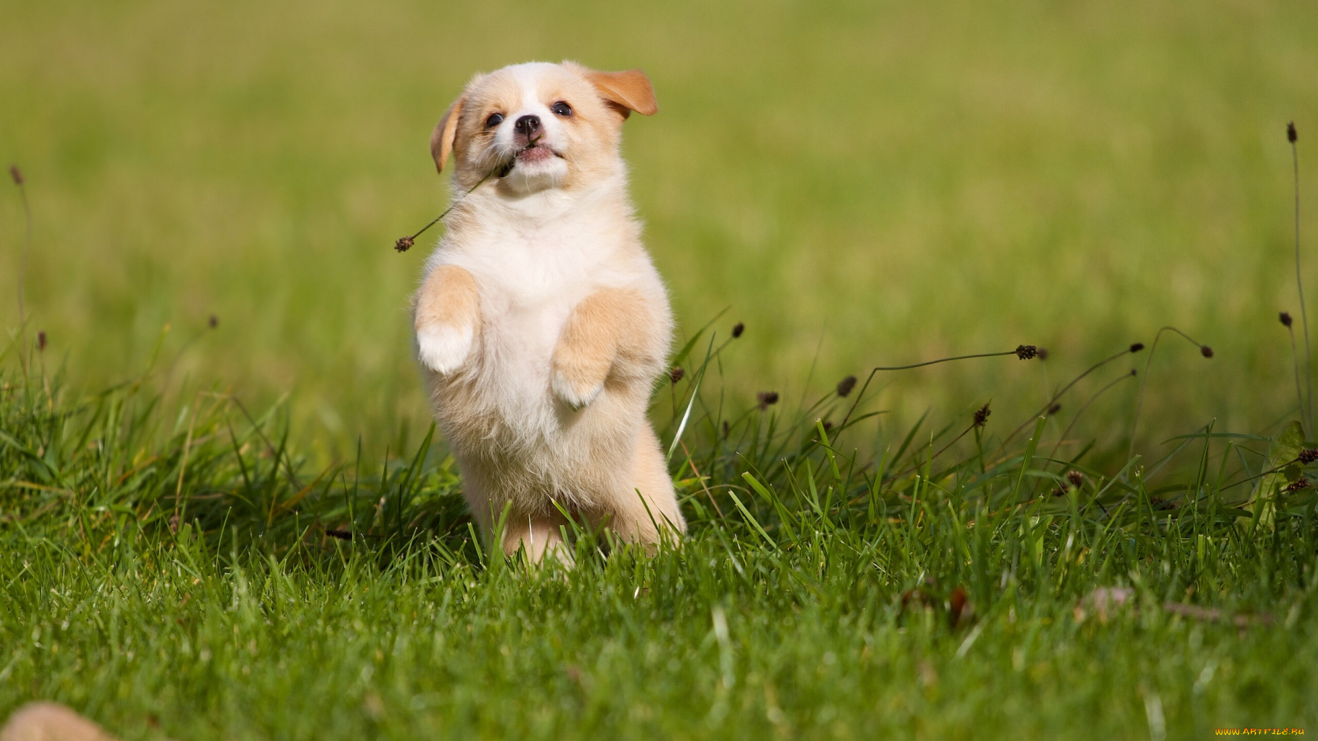 животные, собаки, собака, щенок, трава