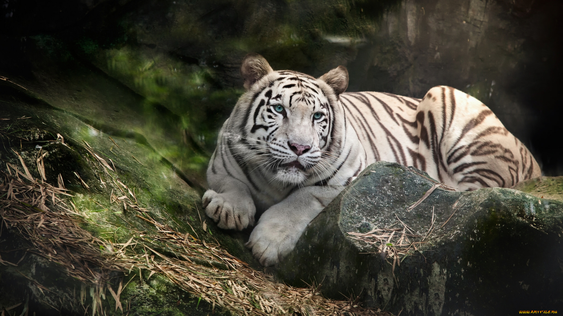 животные, тигры, белый, тигр, камень