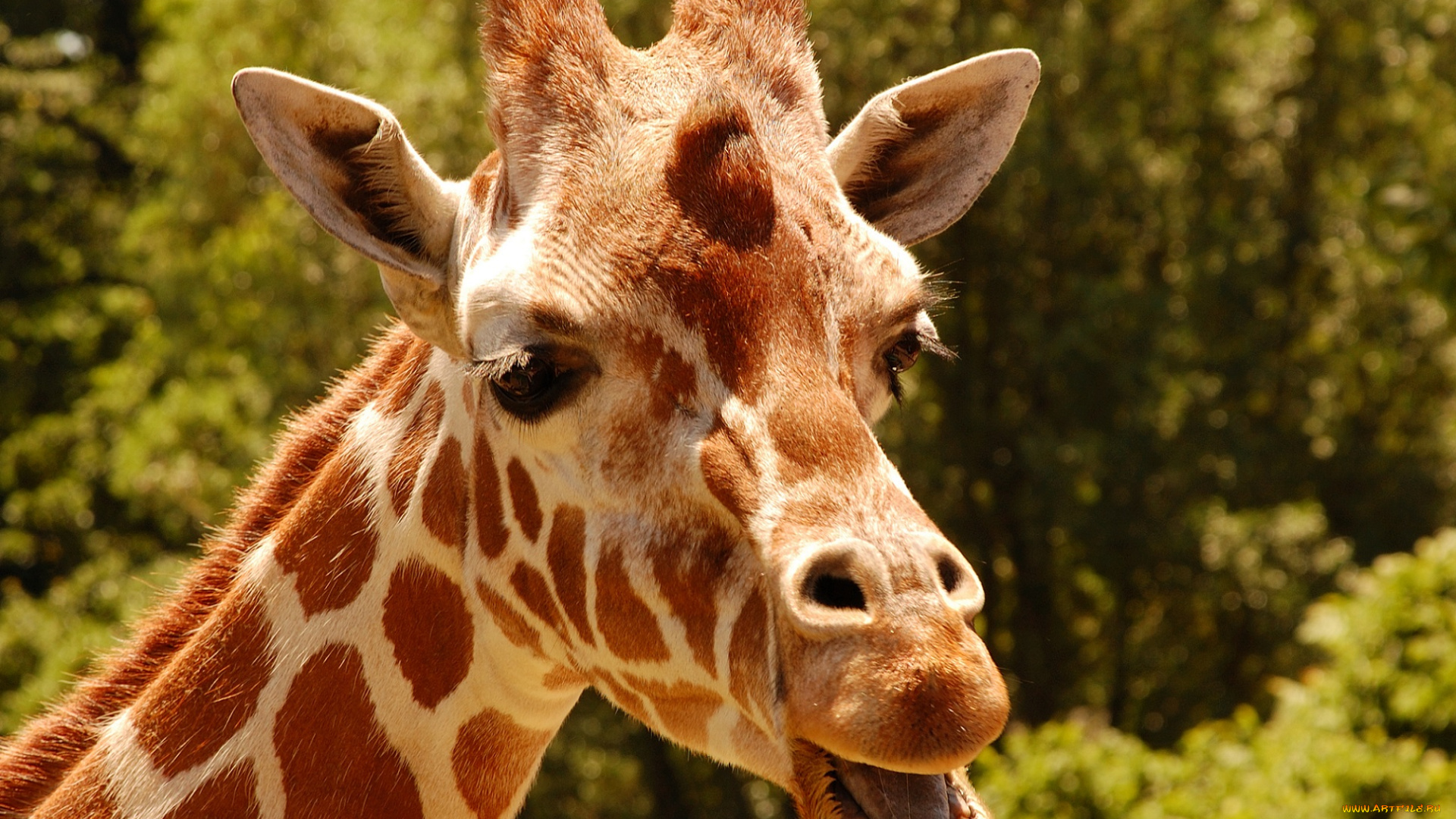 животные, жирафы, жираф, морда, портрет, солнечно