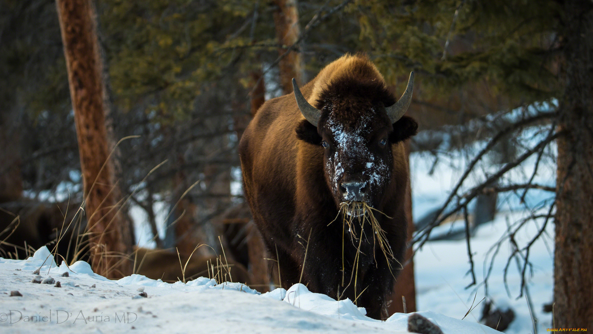 животные, зубры, , бизоны, бизон, зима