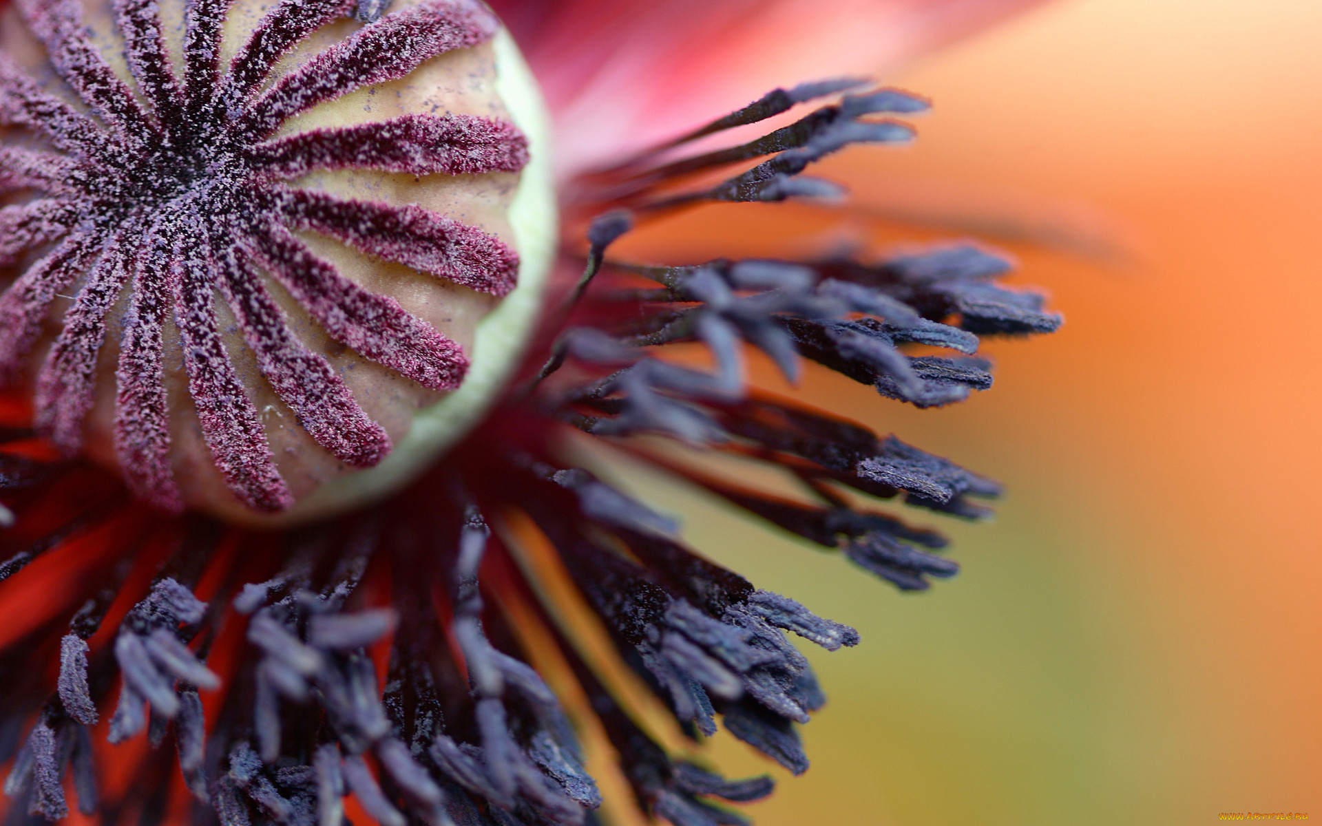 цветы, маки, коробочка, тычинки, макро