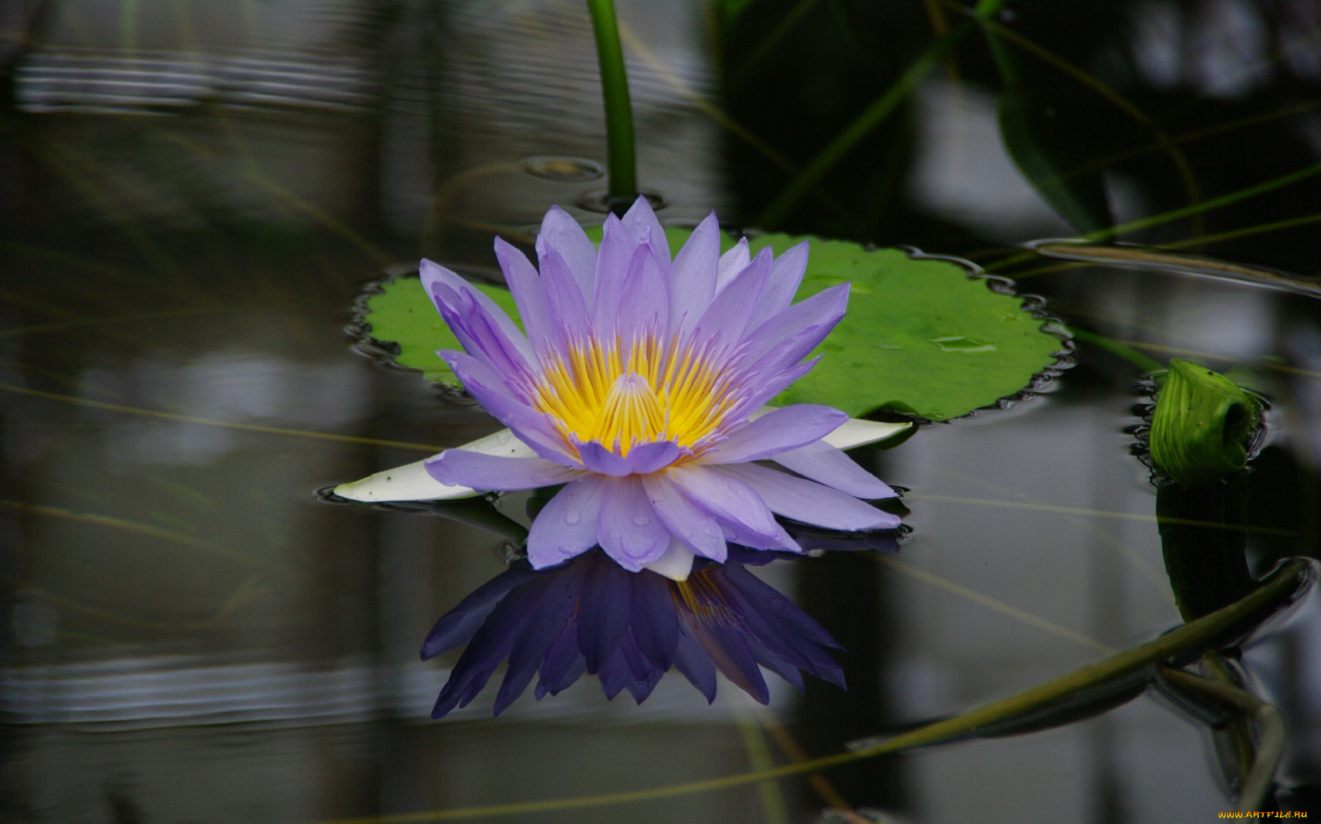 цветы, лилии, водяные, , нимфеи, , кувшинки, листья, сиреневый, вода, цветок