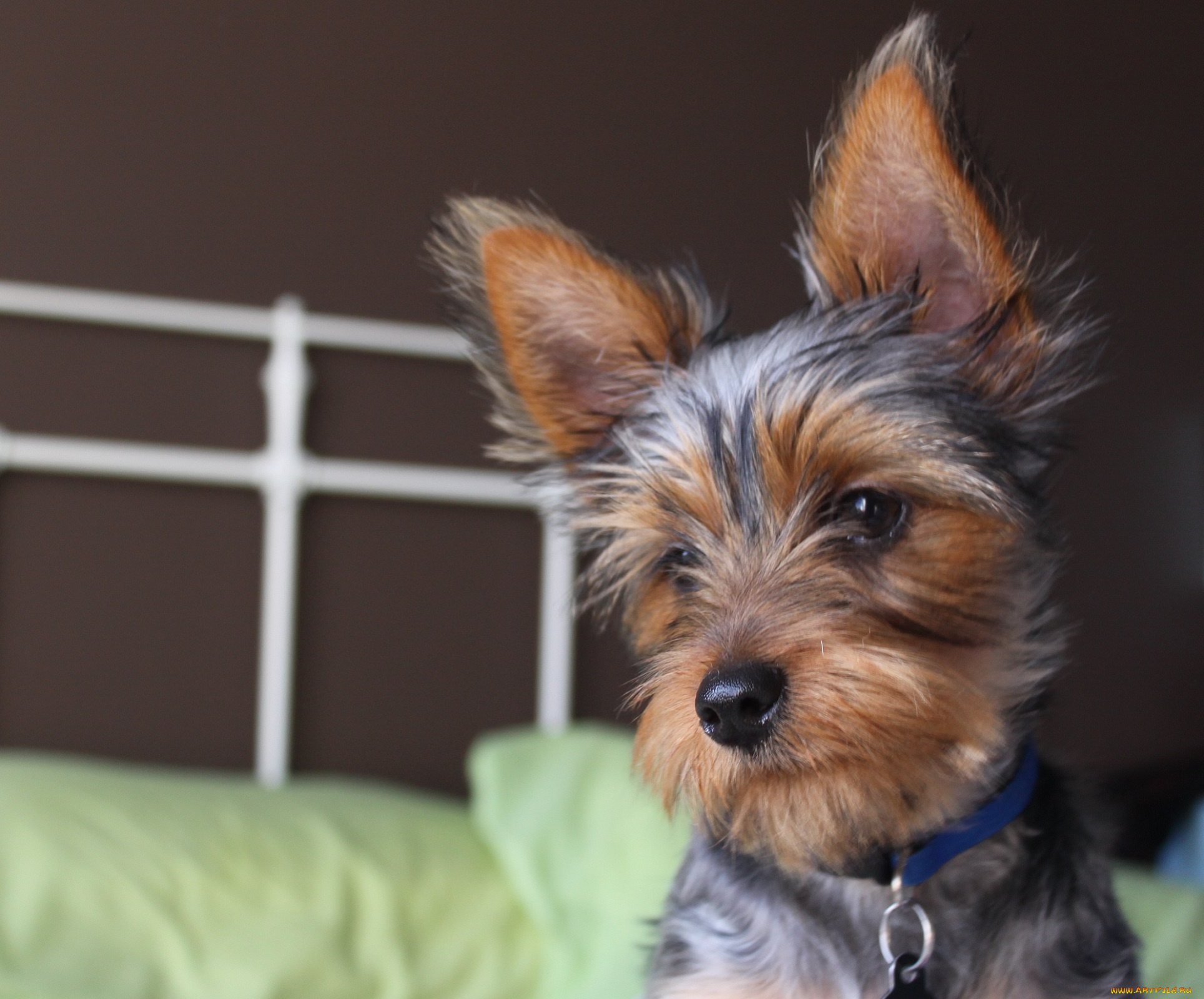 животные, собаки, пёс, ушки, мокрый, нос