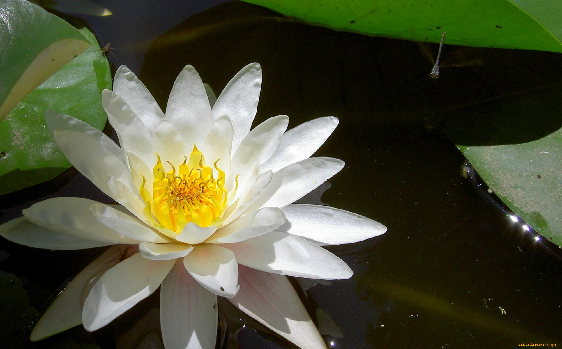 цветы, лилии, водяные, , нимфеи, , кувшинки, вода, листья, белый, цветок, нежный