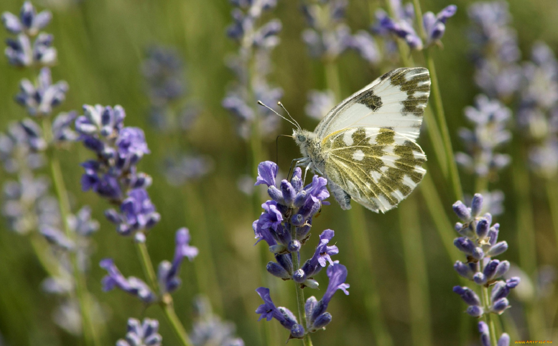 животные, бабочки, бабочка, травинки, цветочки, поле, зелень