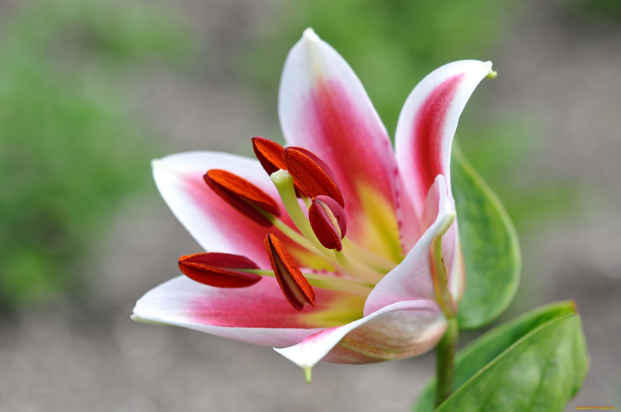 цветы, лилии, , лилейники, бутон