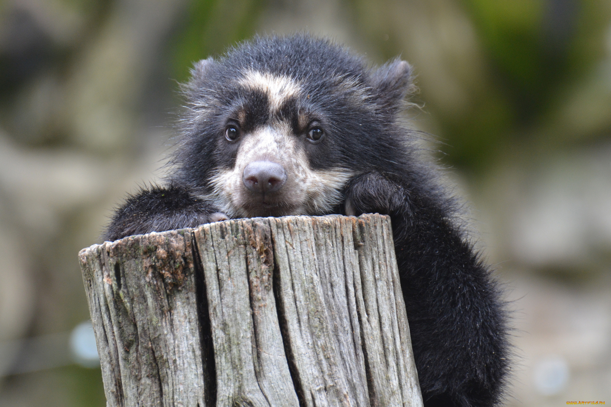 животные, медведи, пень, медвежонок, взгляд