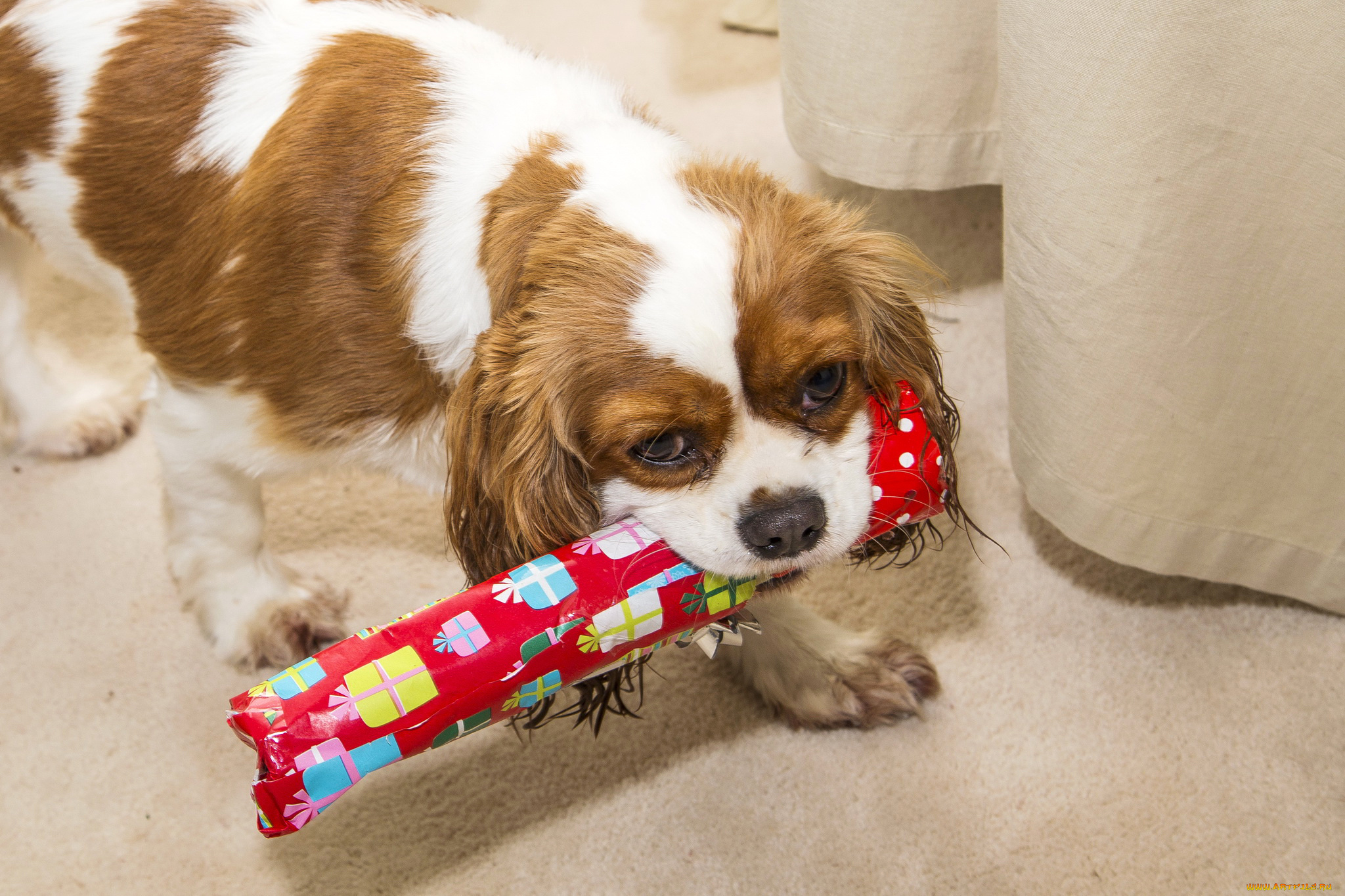 животные, собаки, конфета, собака