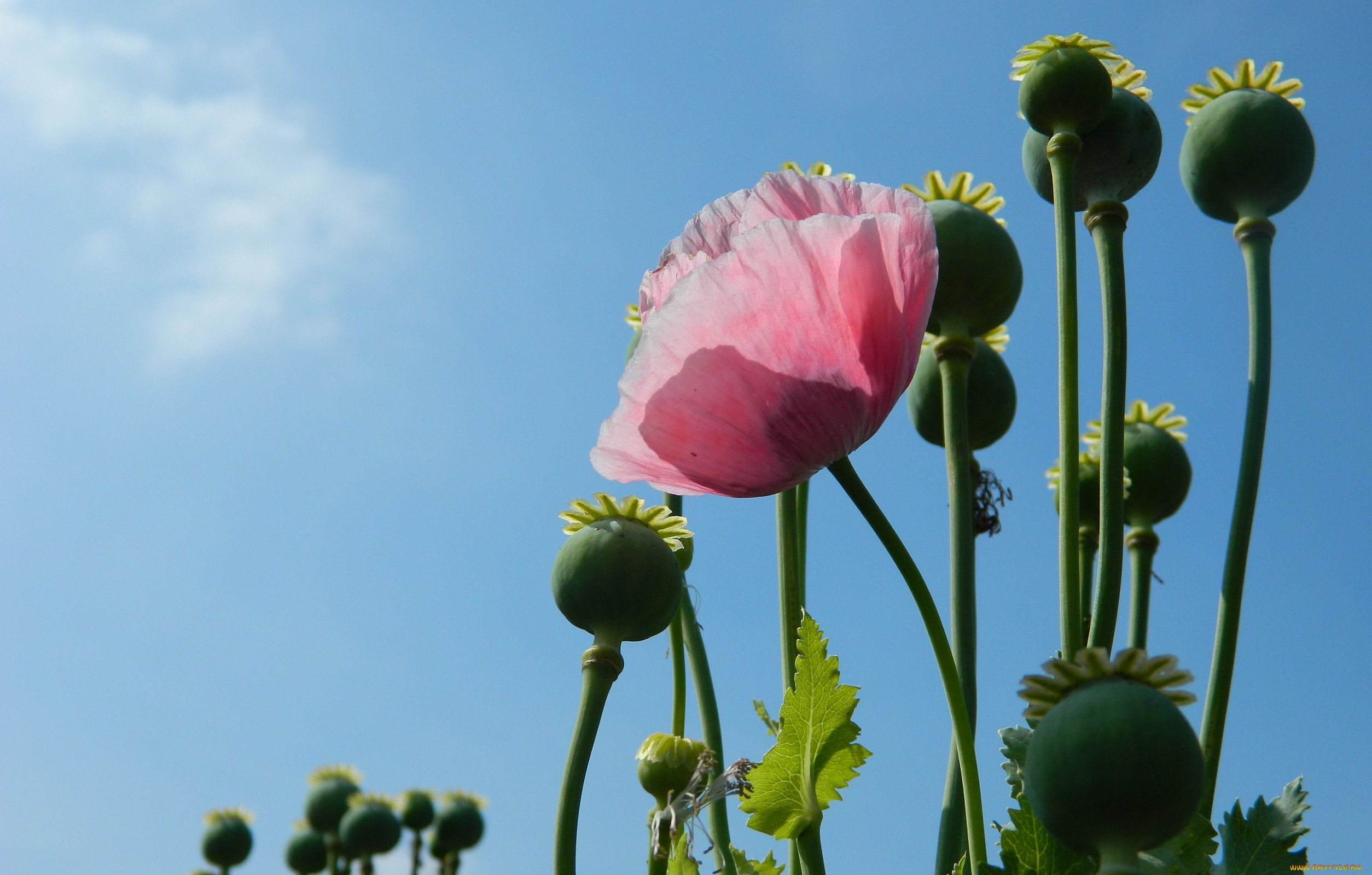 цветы, маки, мак, розовый, коробочки, небо