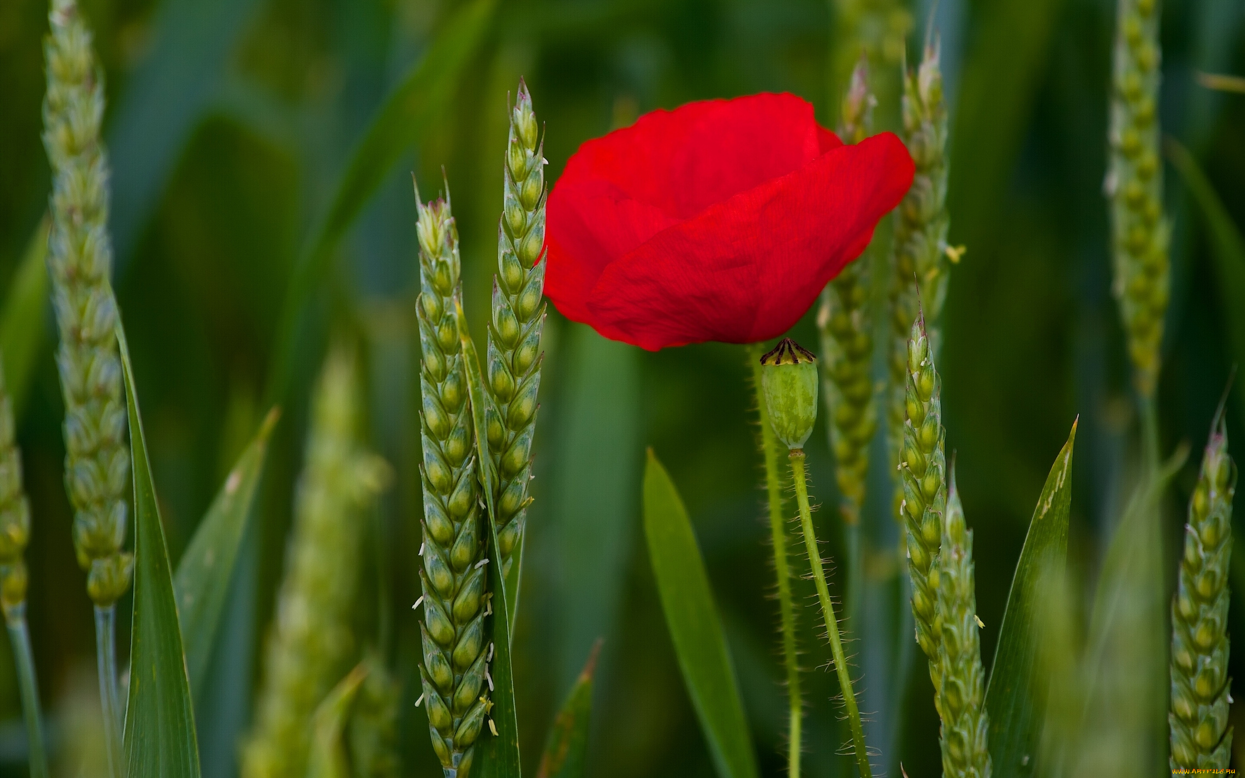 цветы, маки, мак, колосья, макро
