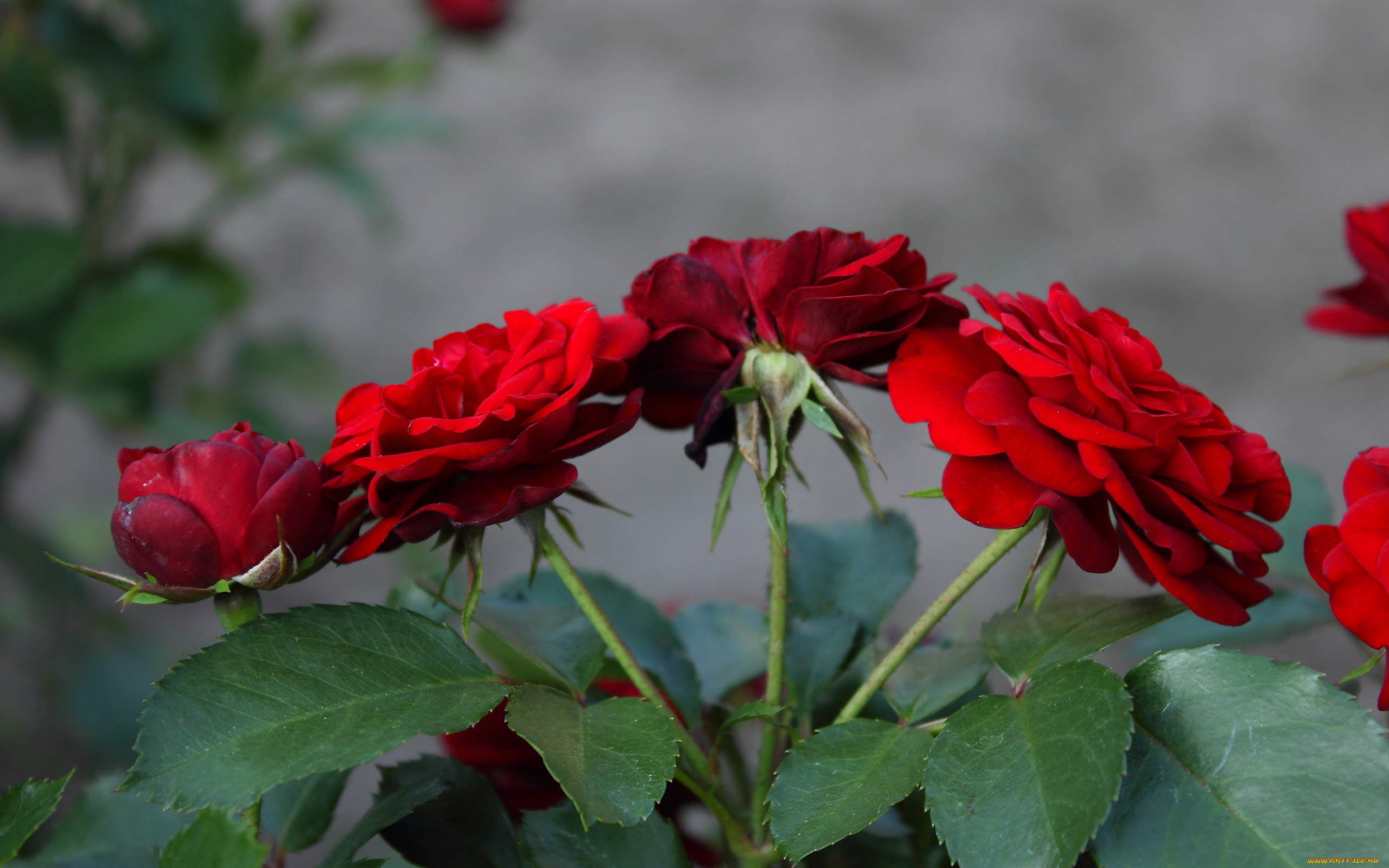цветы, розы, красные