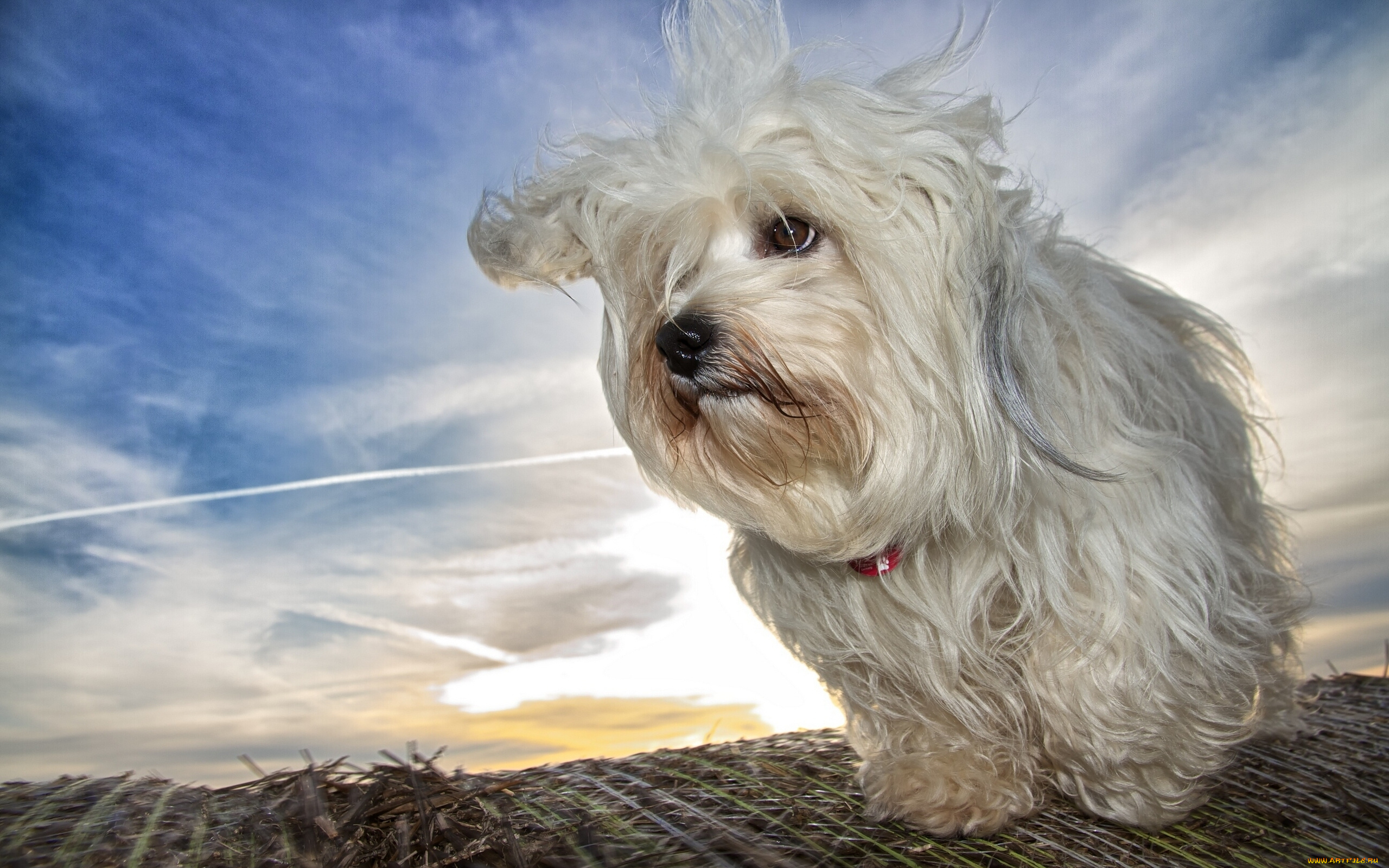животные, собаки, гаванский, бишон, собака
