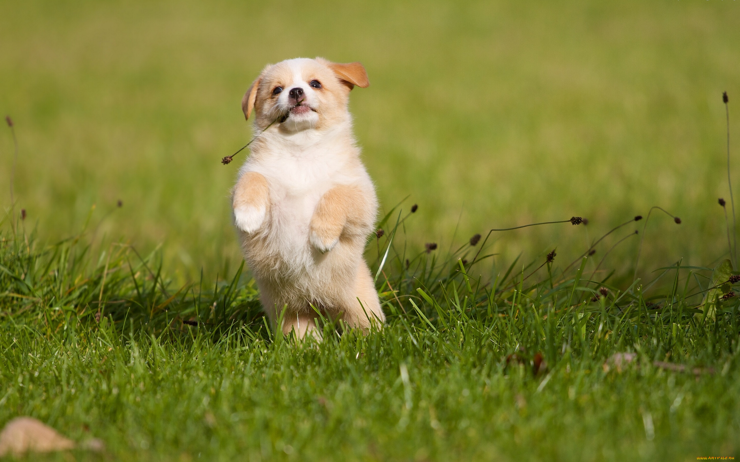 животные, собаки, собака, щенок, трава