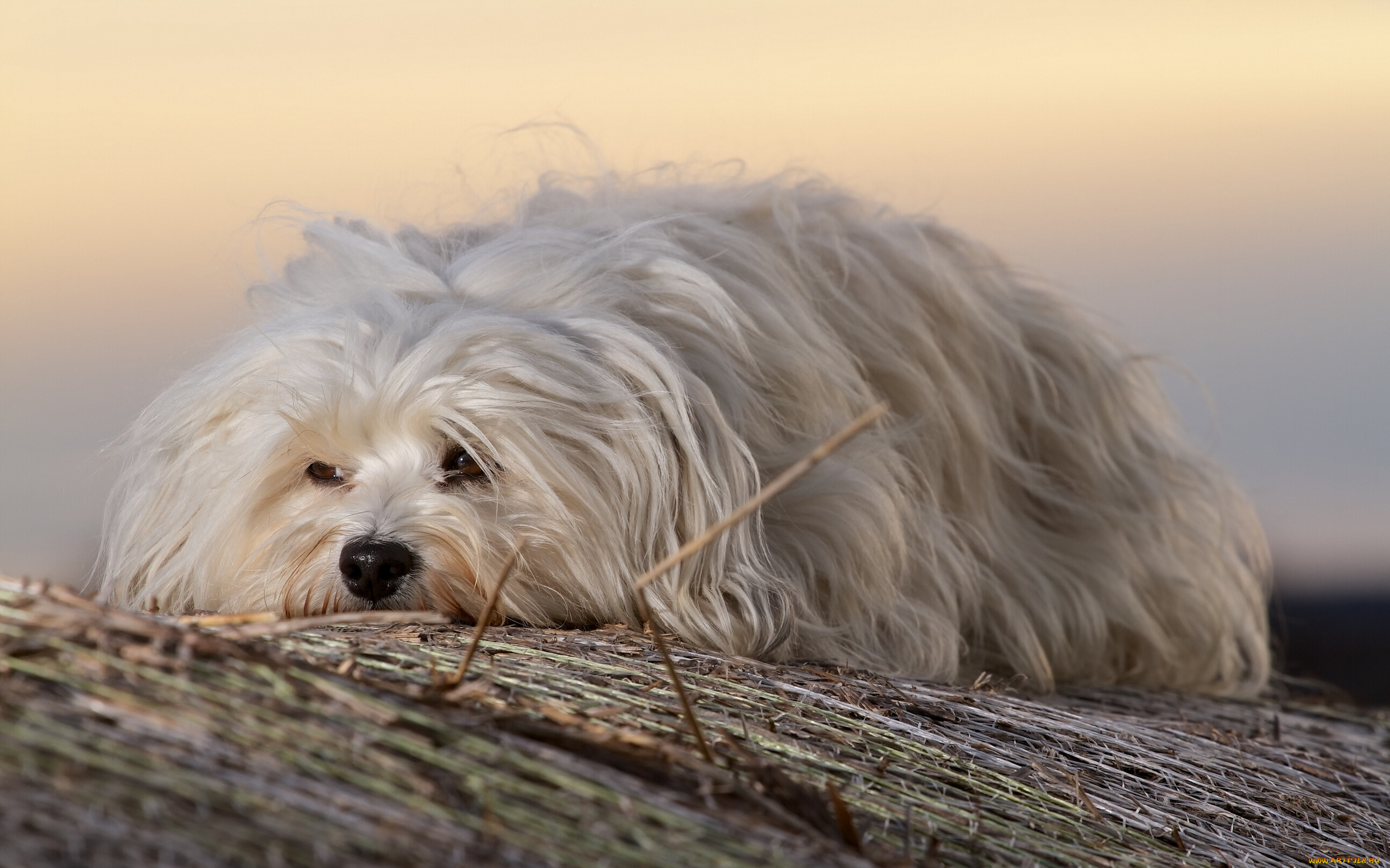 животные, собаки, гаванский, бишон, собака