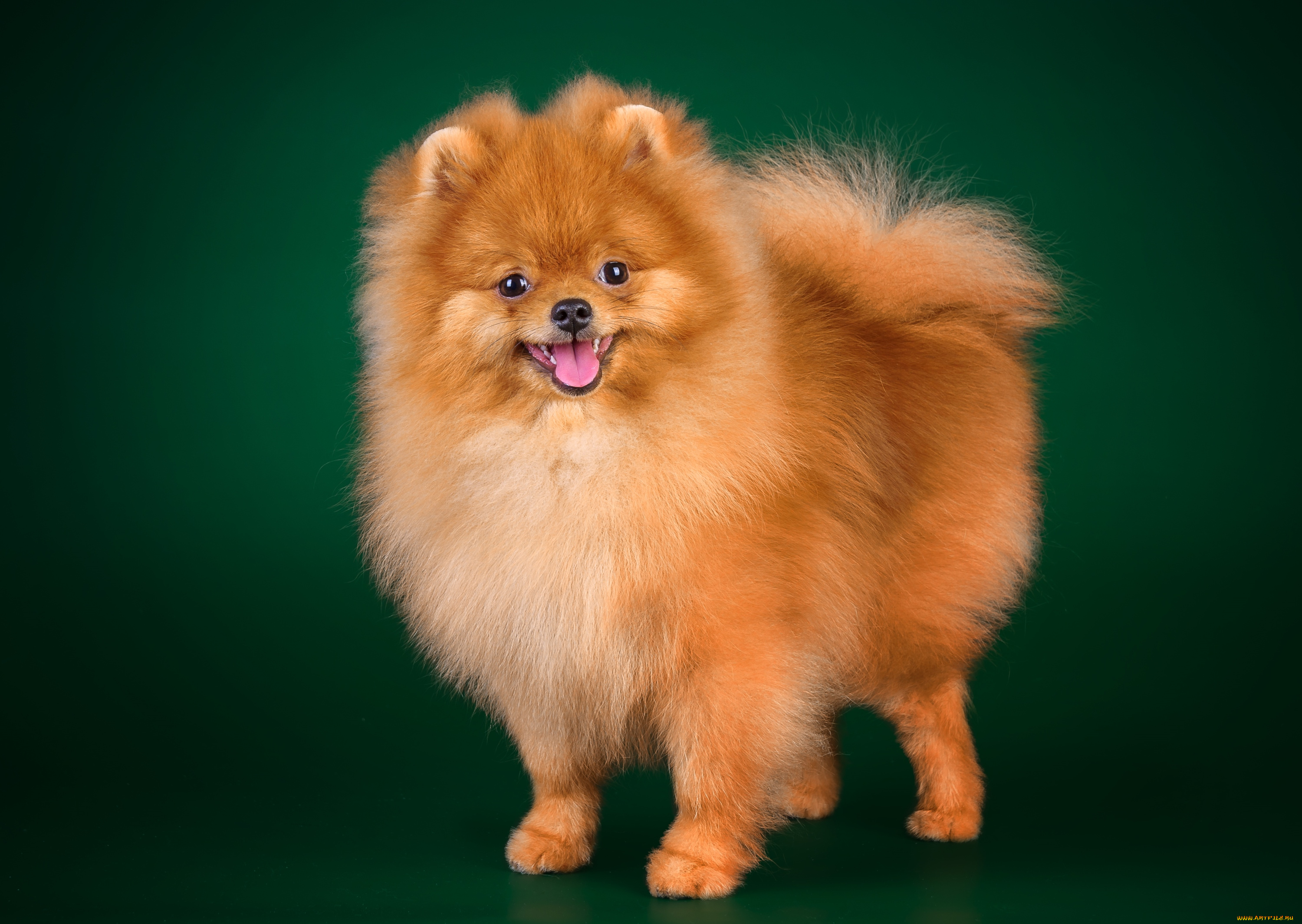 животные, собаки, шпиц