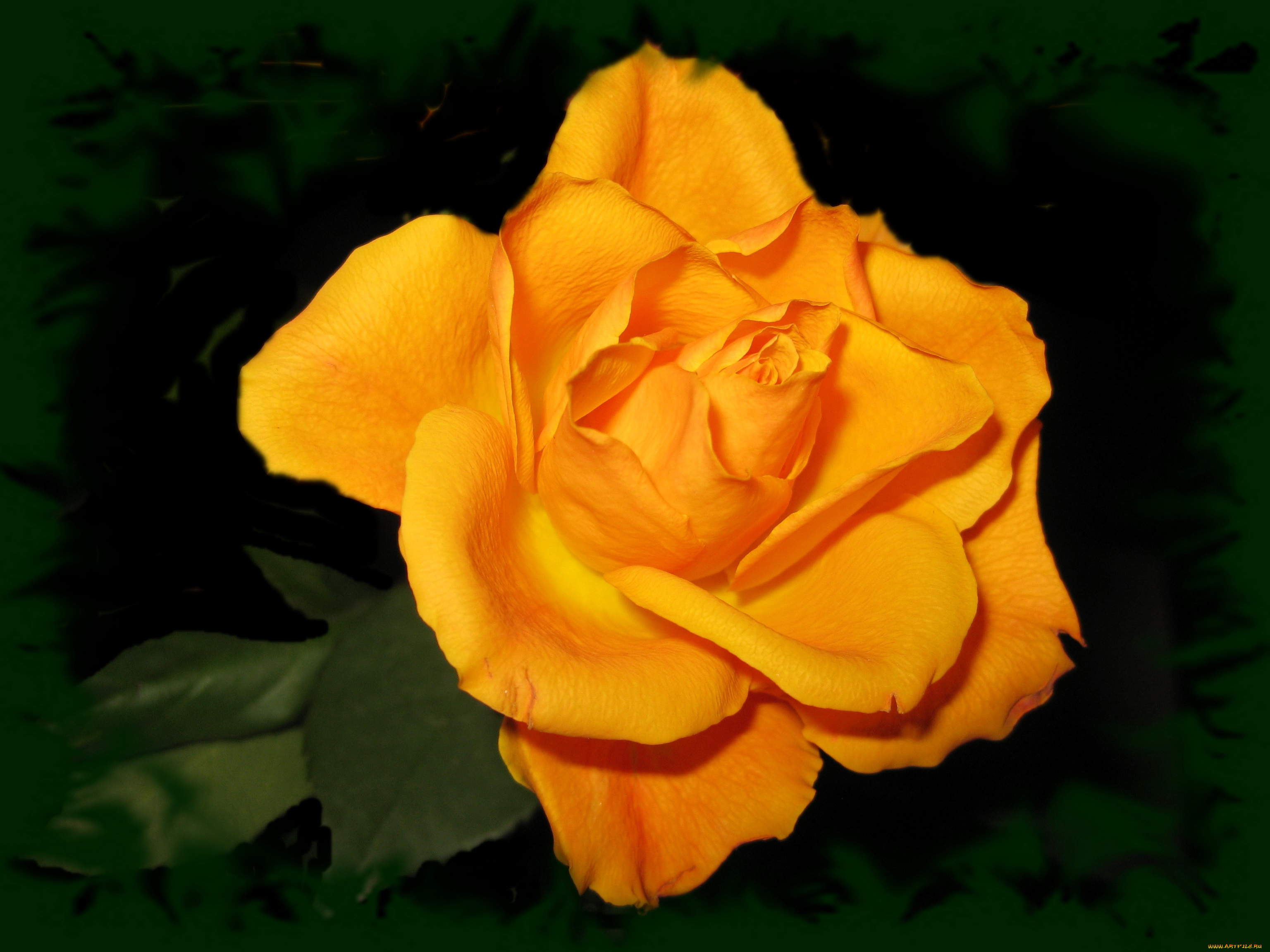 цветы, розы, желтая, роза