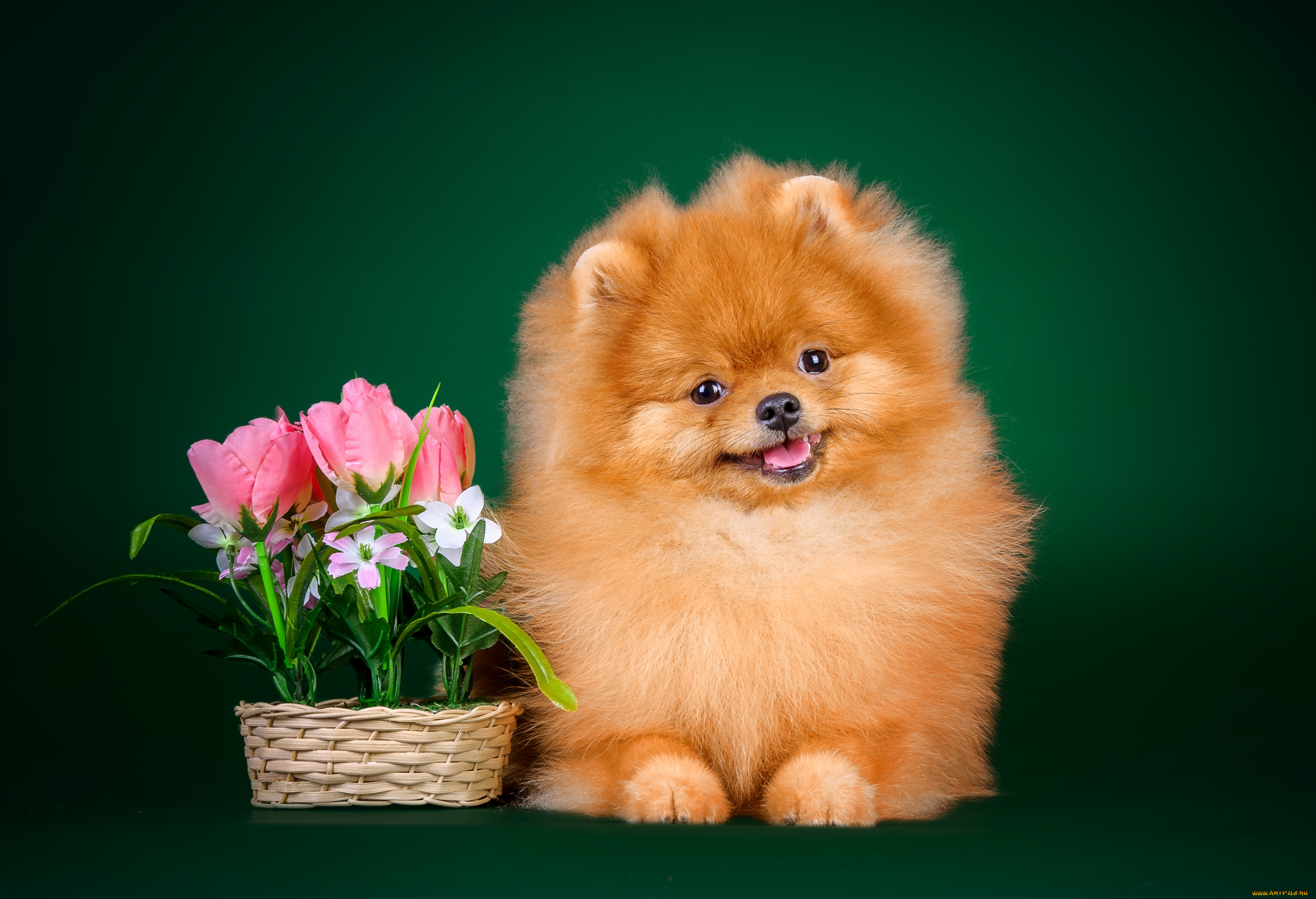 животные, собаки, шпиц