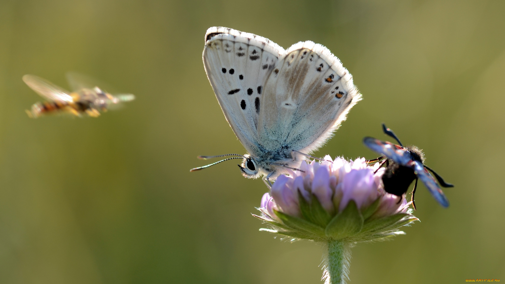 животные, бабочки, , мотыльки, , моли, бабочка, макро, усики, крылья