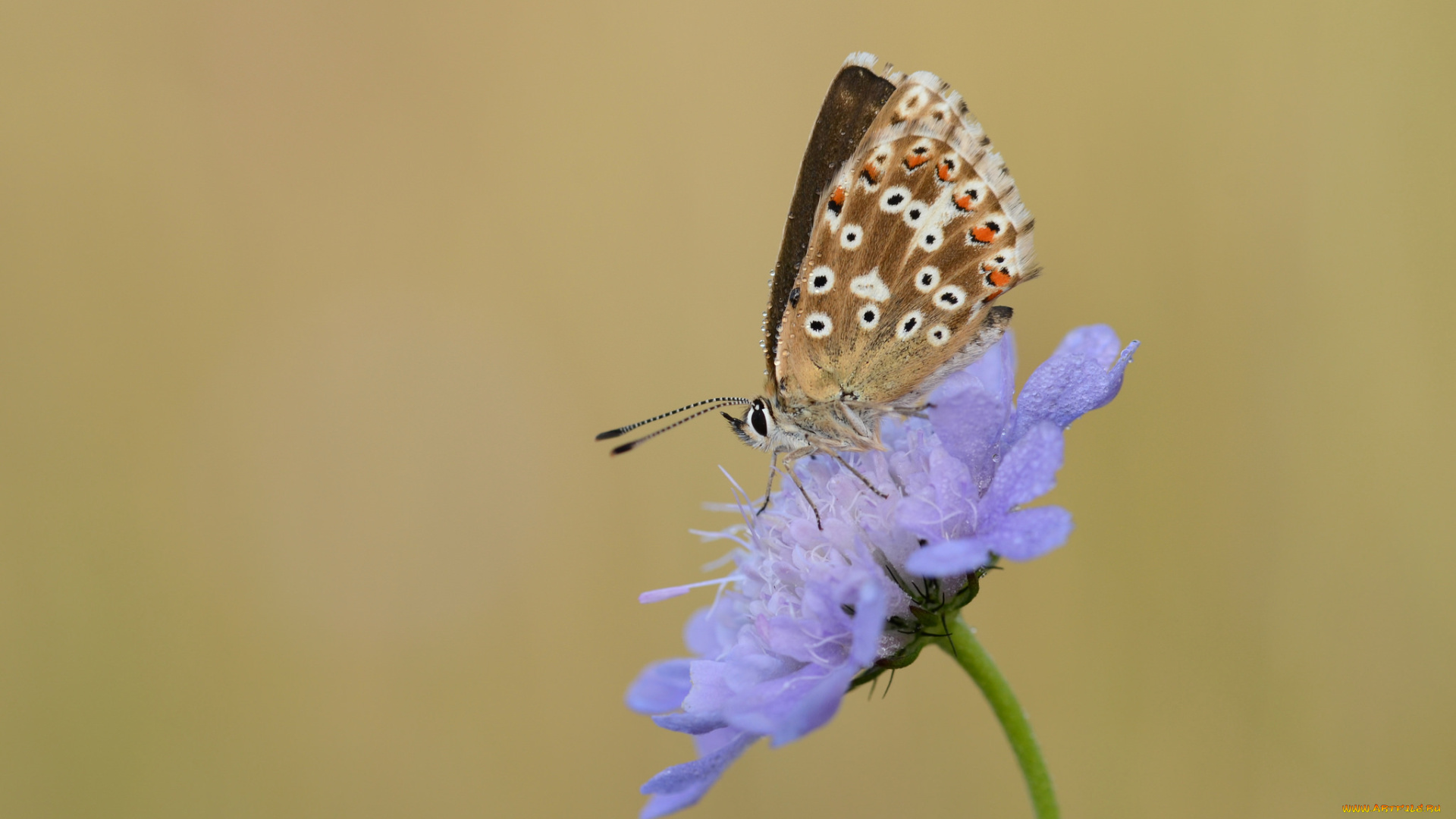 животные, бабочки, , мотыльки, , моли, цветок, усики, крылья, бабочка, макро