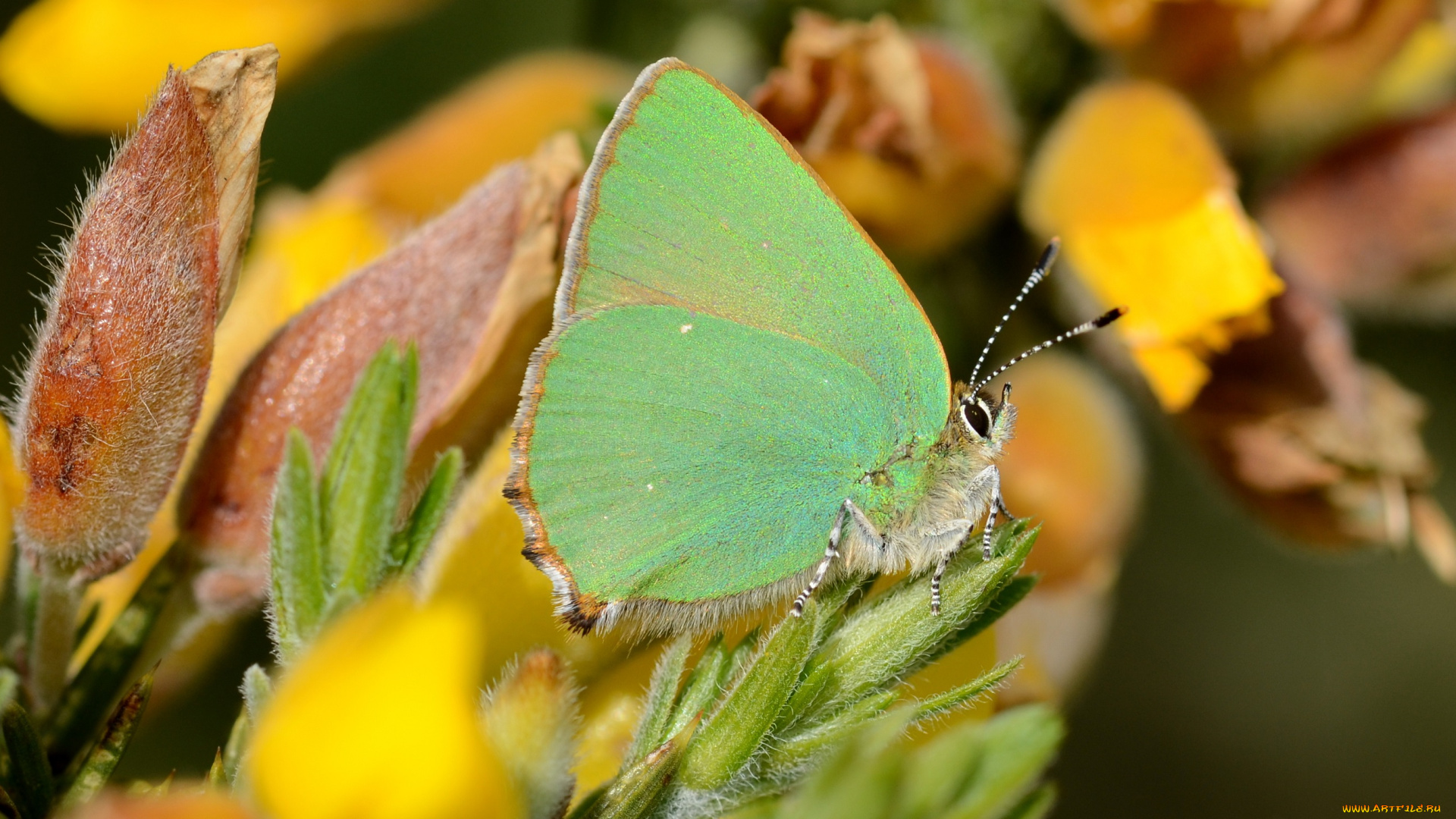 животные, бабочки, , мотыльки, , моли, цветы, усики, крылья, растения, бабочка, макро