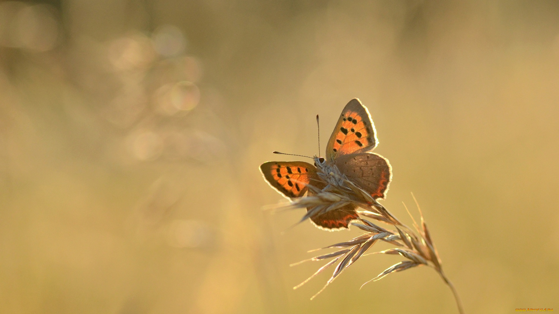 животные, бабочки, , мотыльки, , моли, насекомое, утро, бабочка, макро, травинка, капли, фон, роса